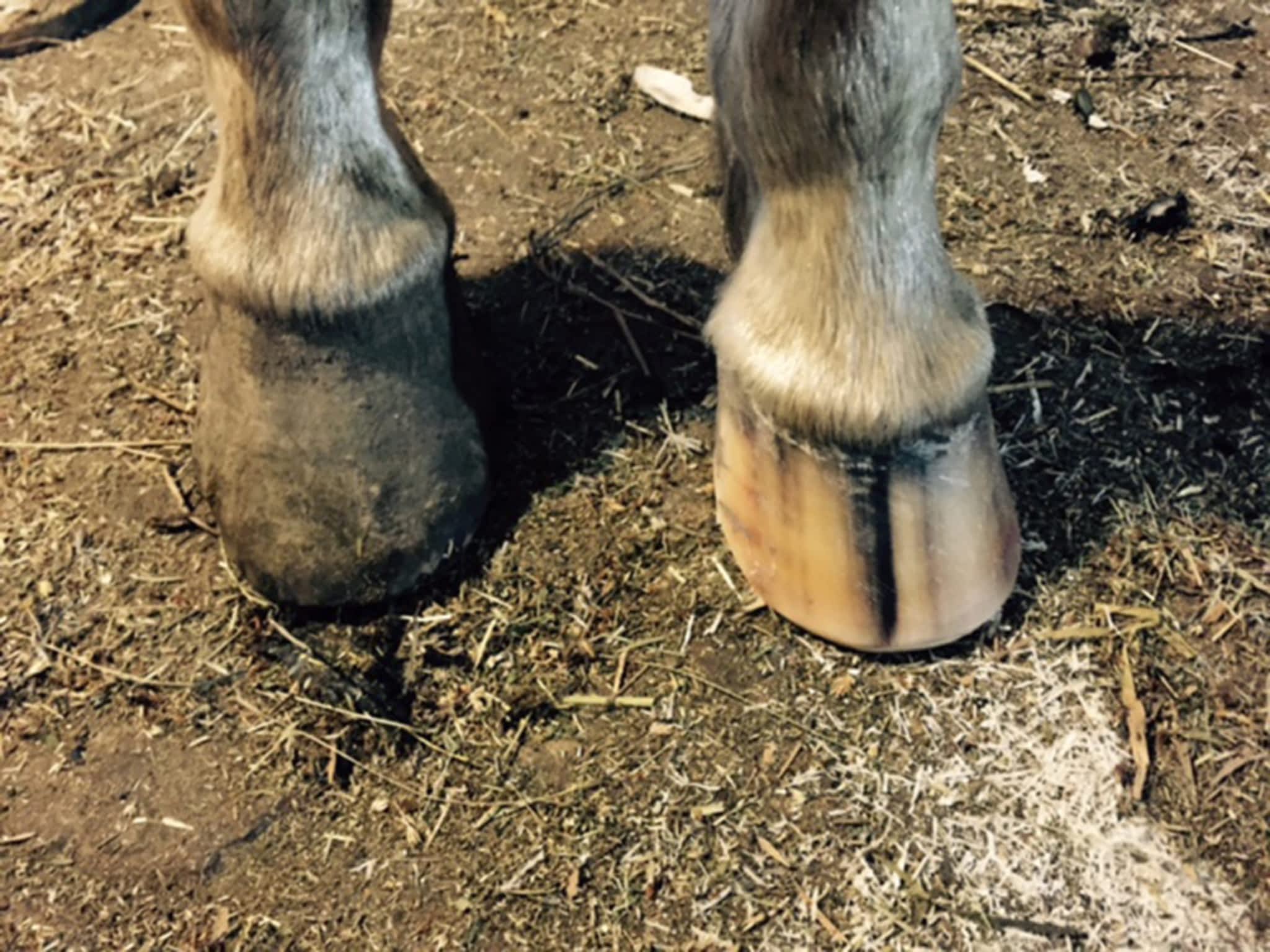 photo Western Rose Farrier