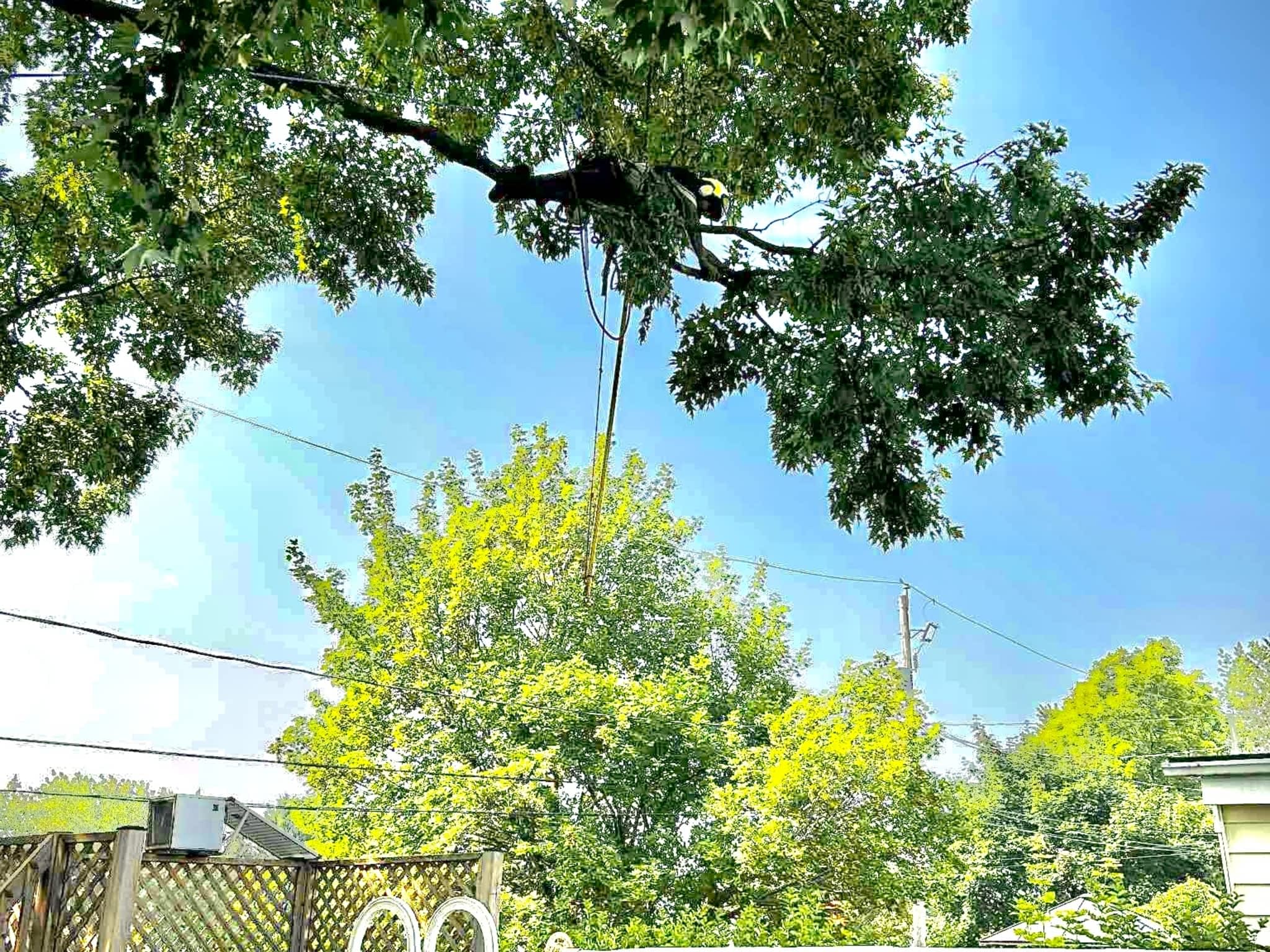 photo Arboriculture DB Inc.