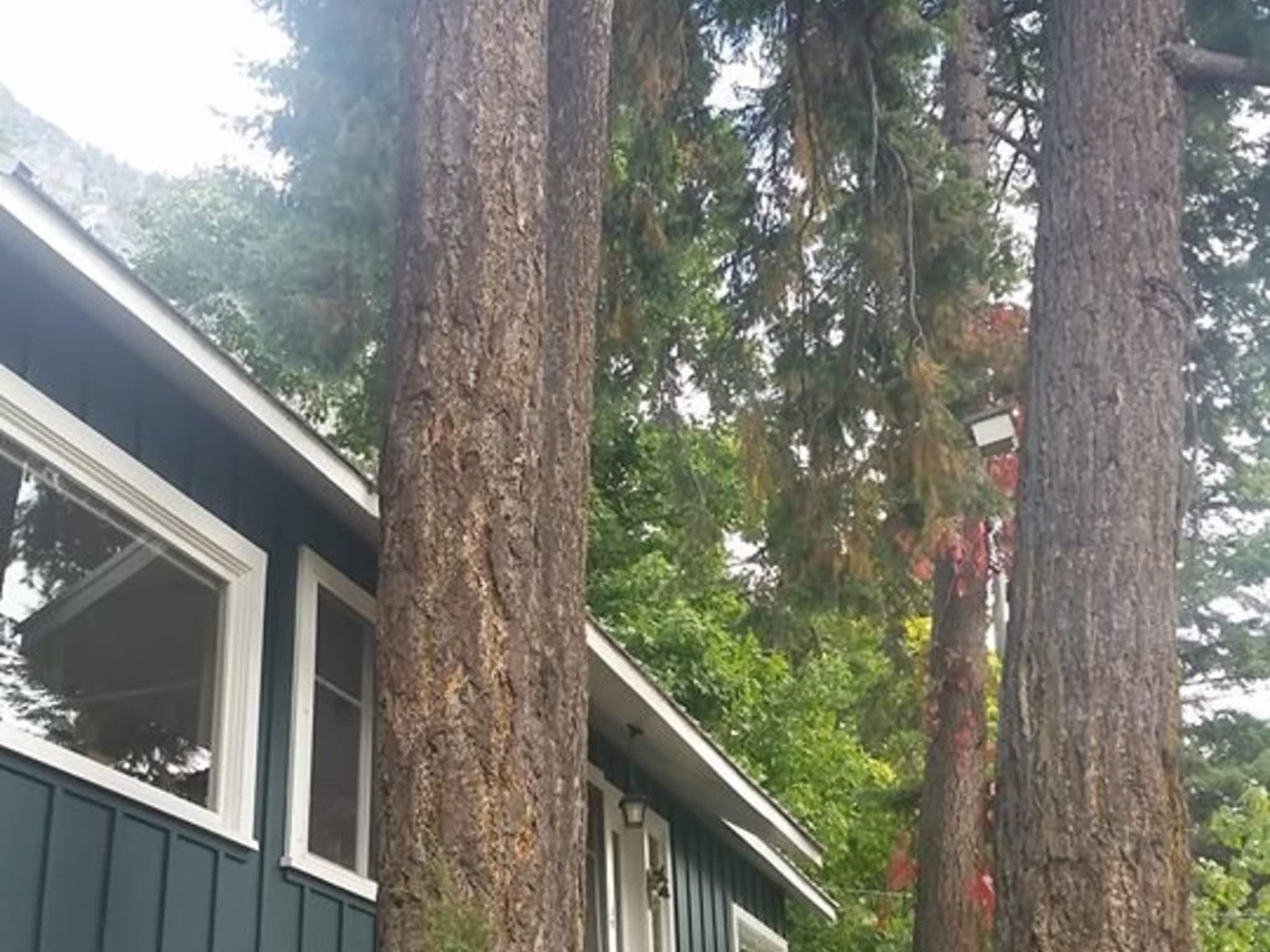 photo Progressive Tree Service