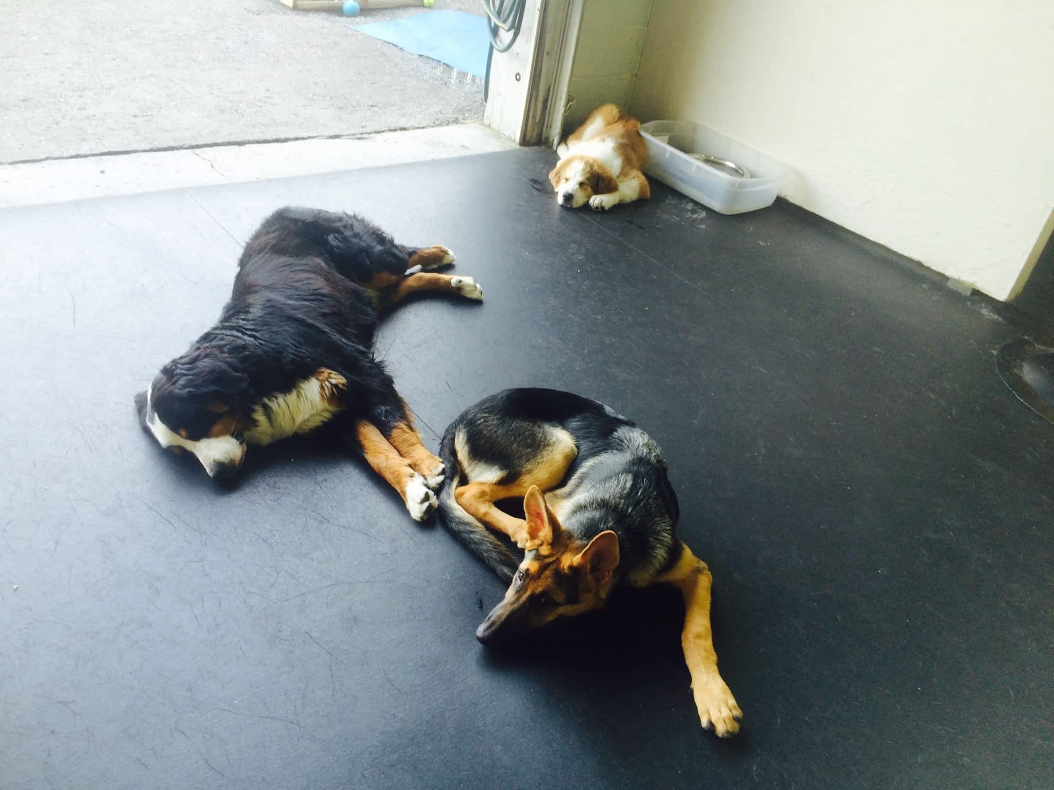 photo My Balanced Dog