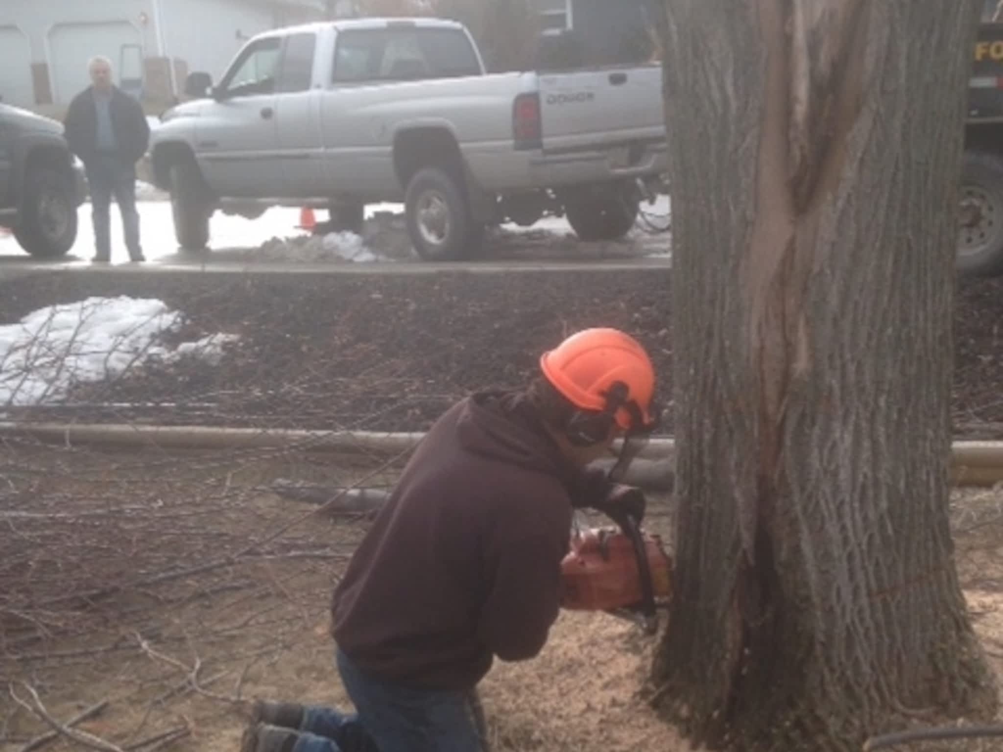 photo All Tree Service
