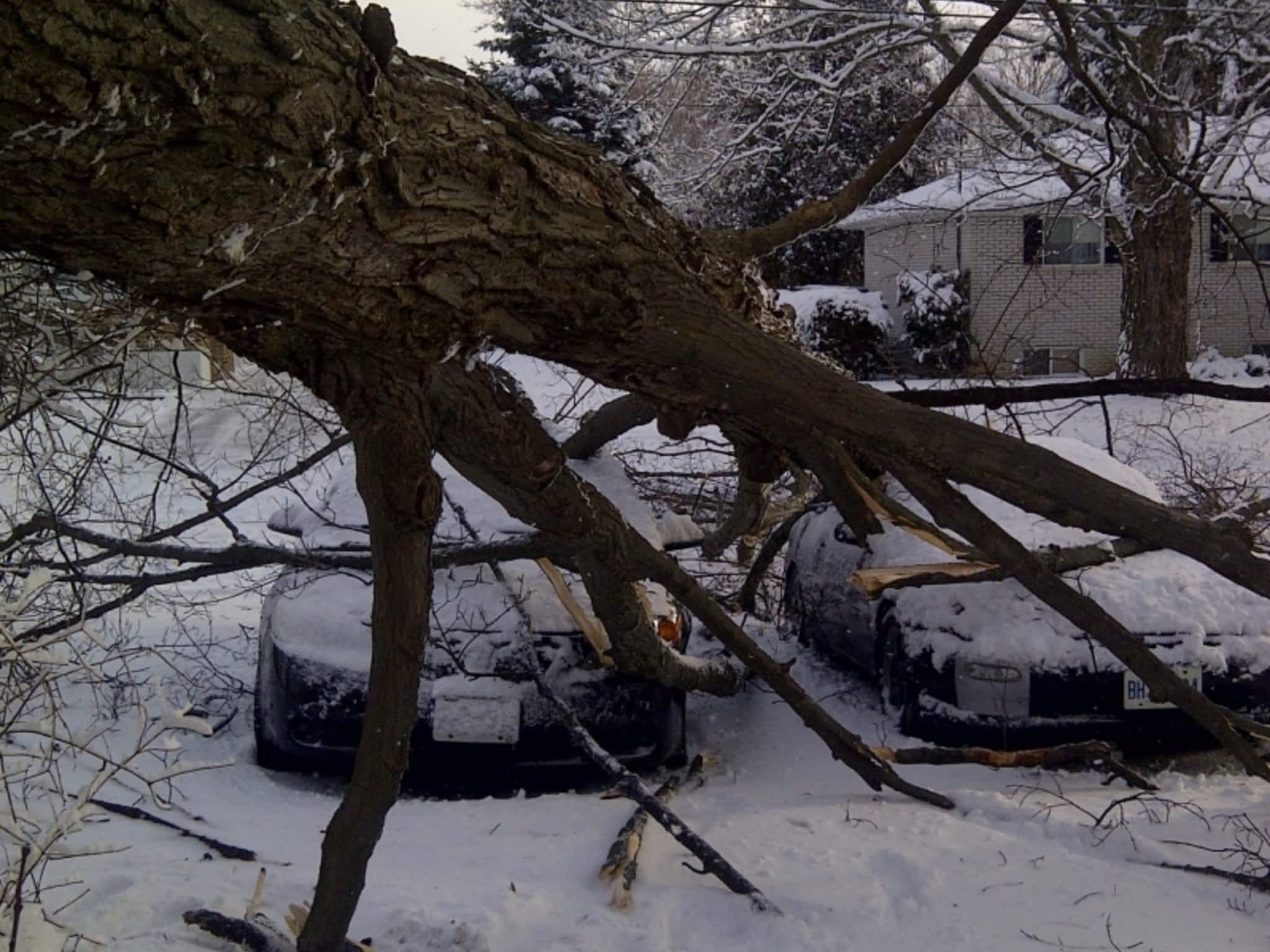 photo County Arborists Inc