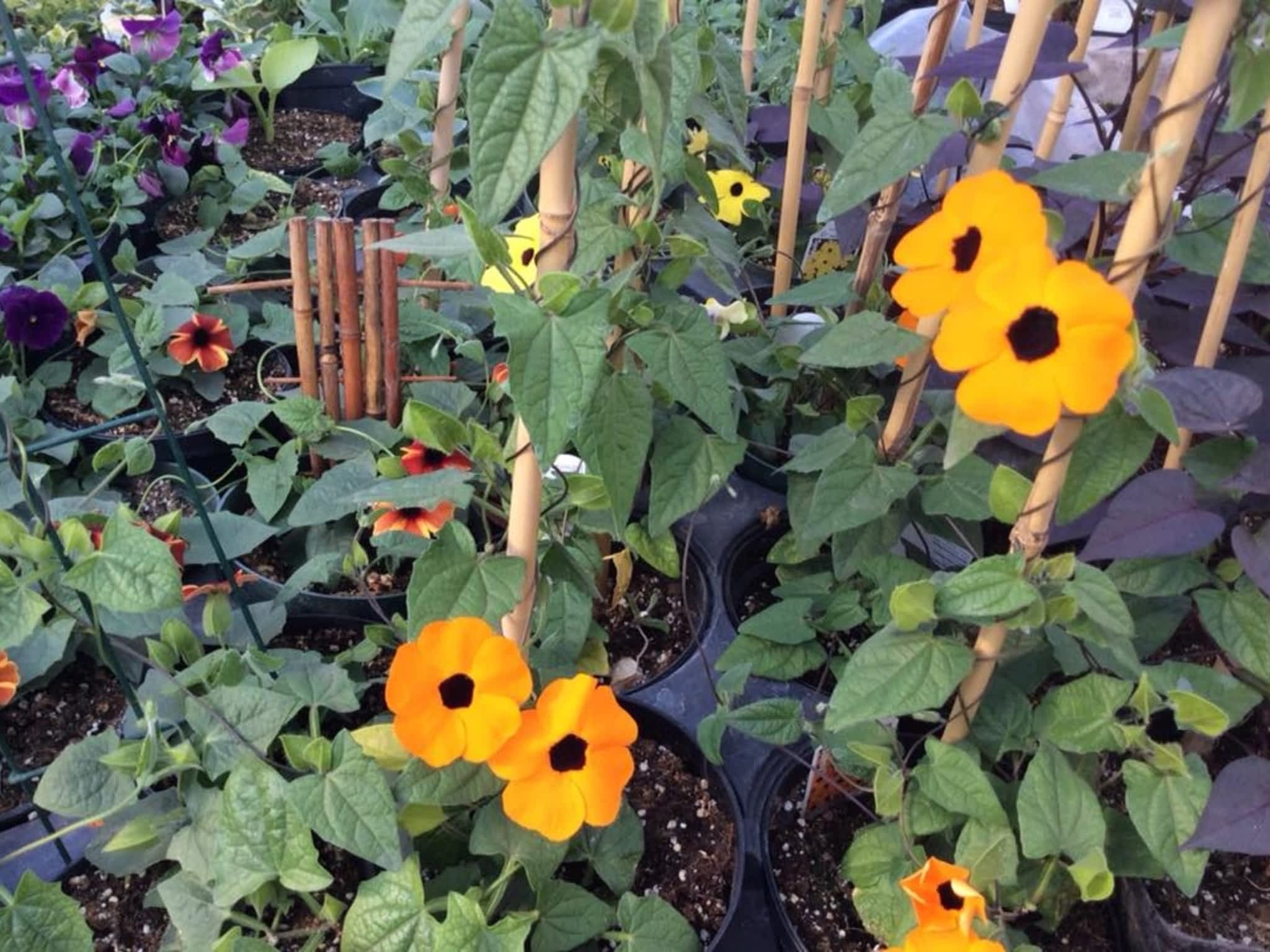 photo Petals & Presents