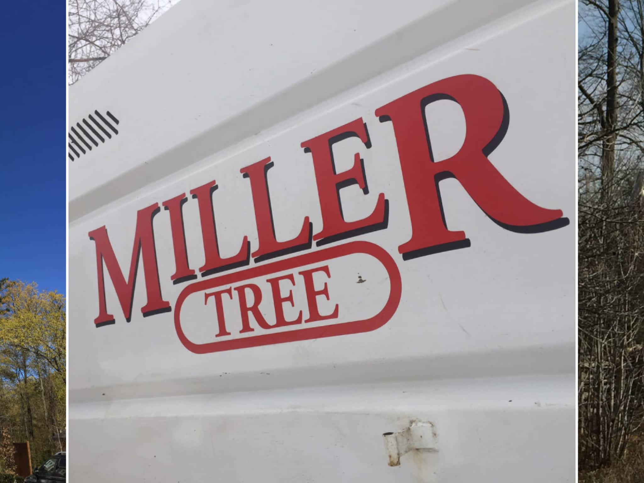 photo Miller Tree