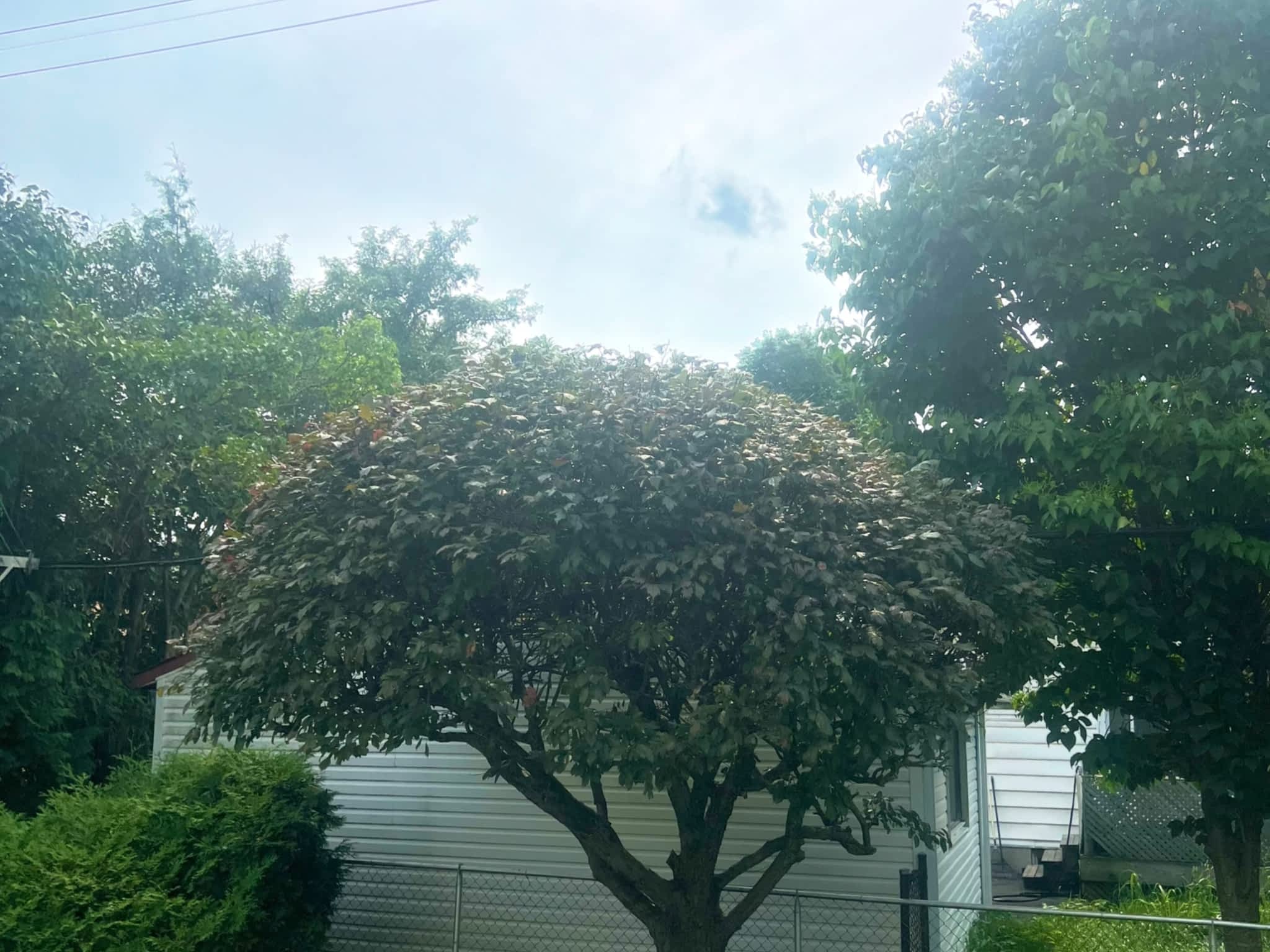 photo Juneau Tree Services