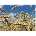 AgPro Seeds - Marchands de grain