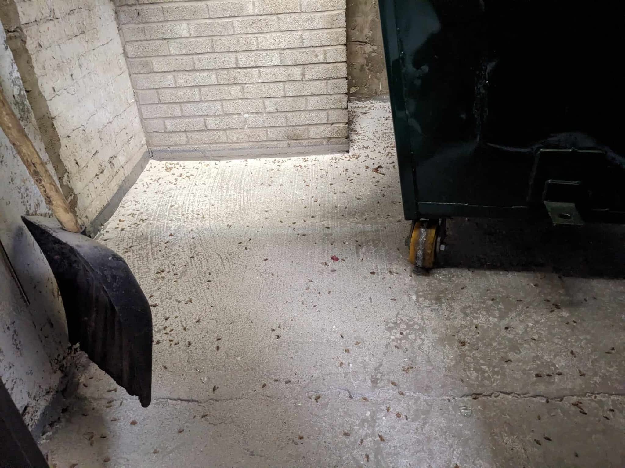 photo D Solution Extermination