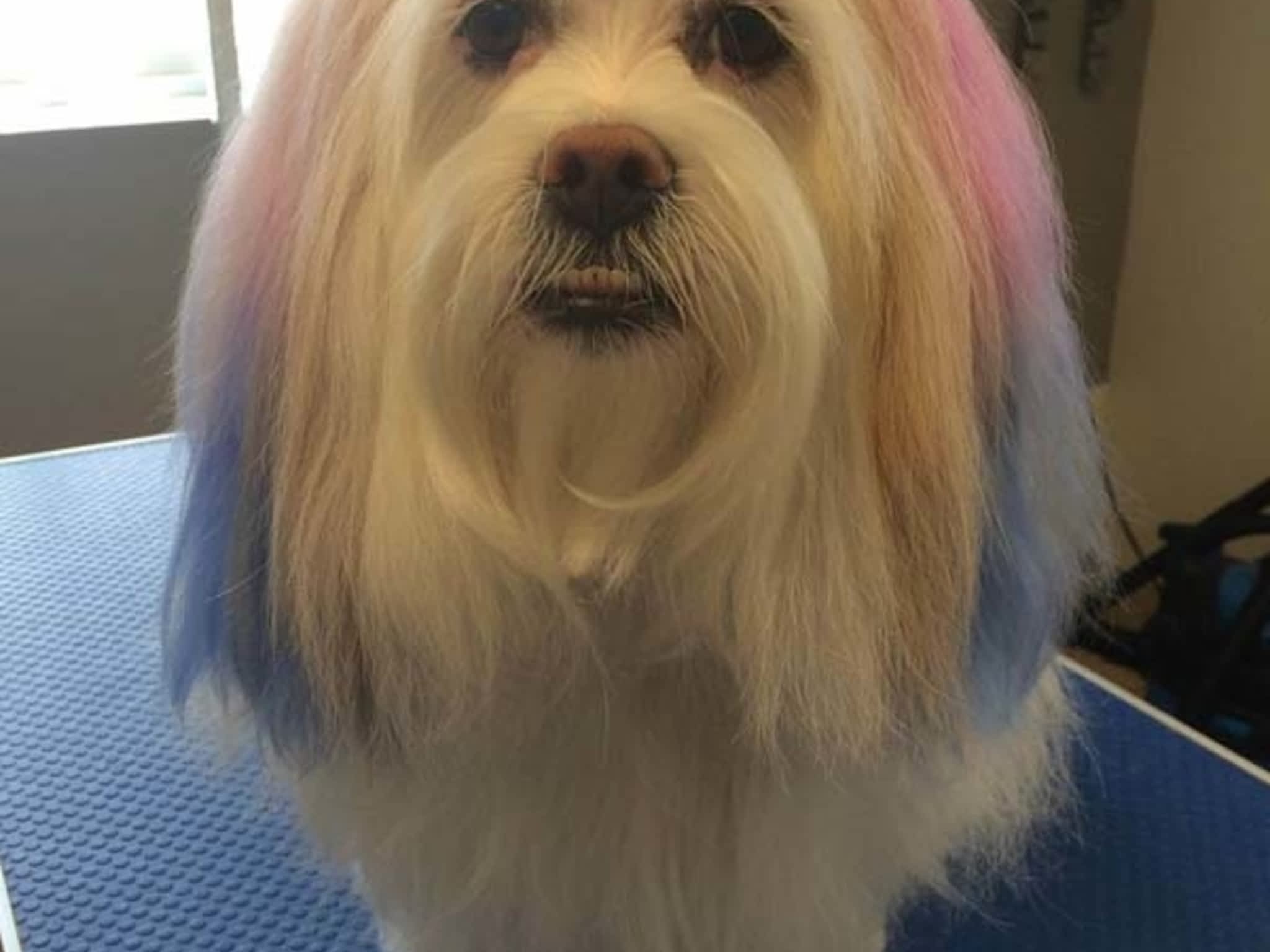 photo Tangles 2 Tame Dog Grooming