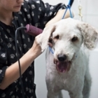 Zouvrac - Pet Grooming, Clipping & Washing