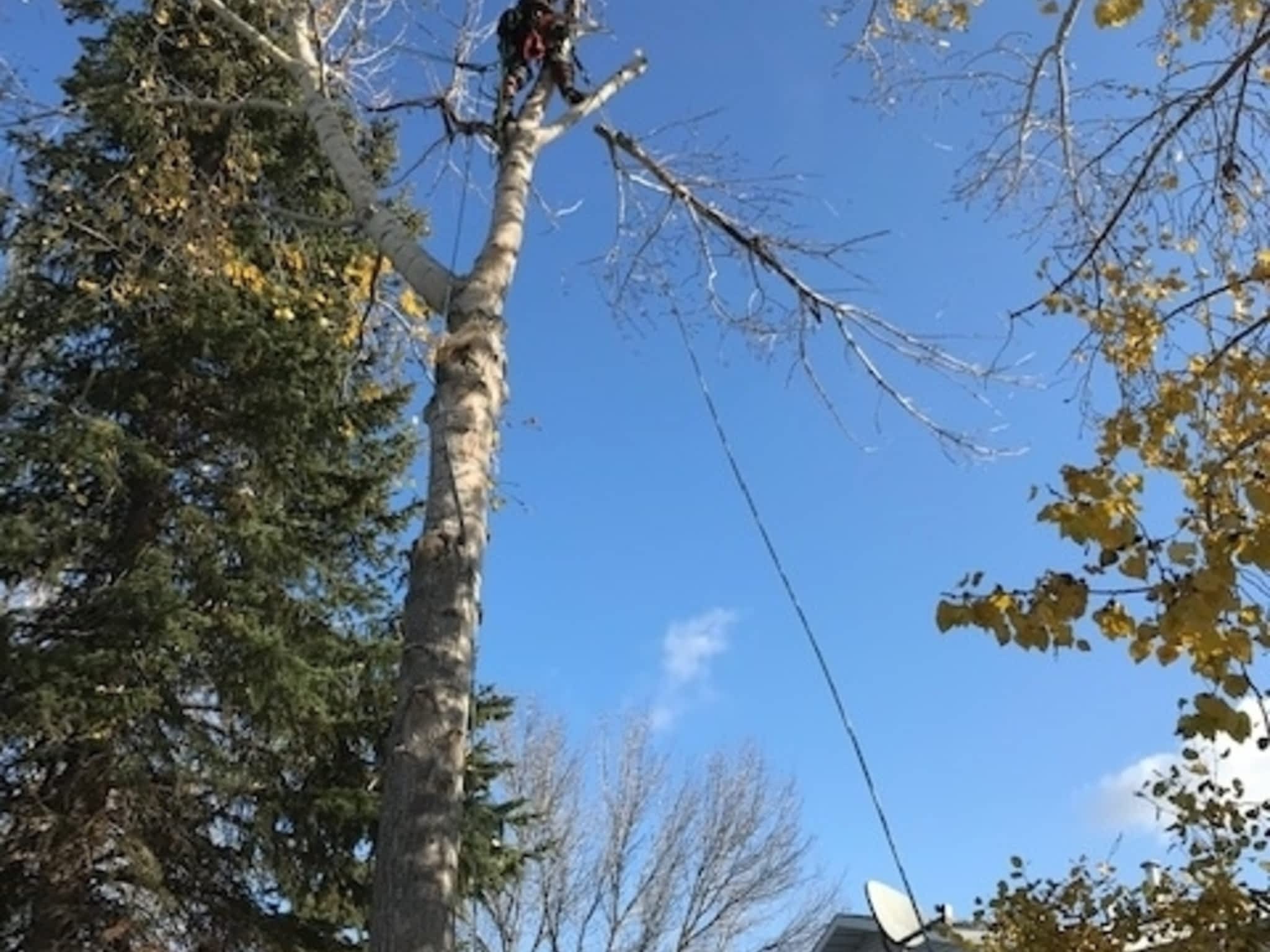 photo Limber Environmental Ltd