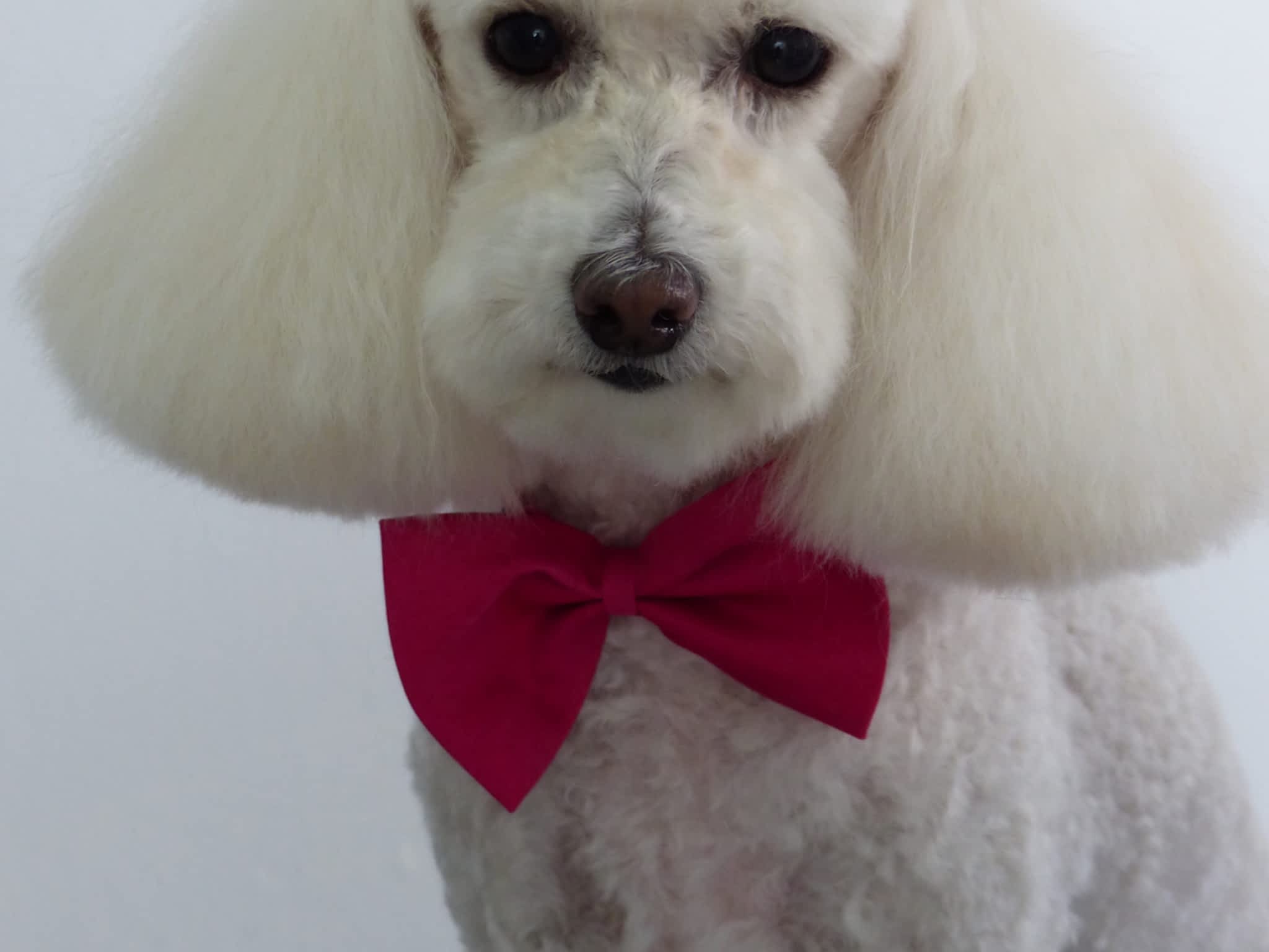 photo Salon Esthétique Canin Plus Enr