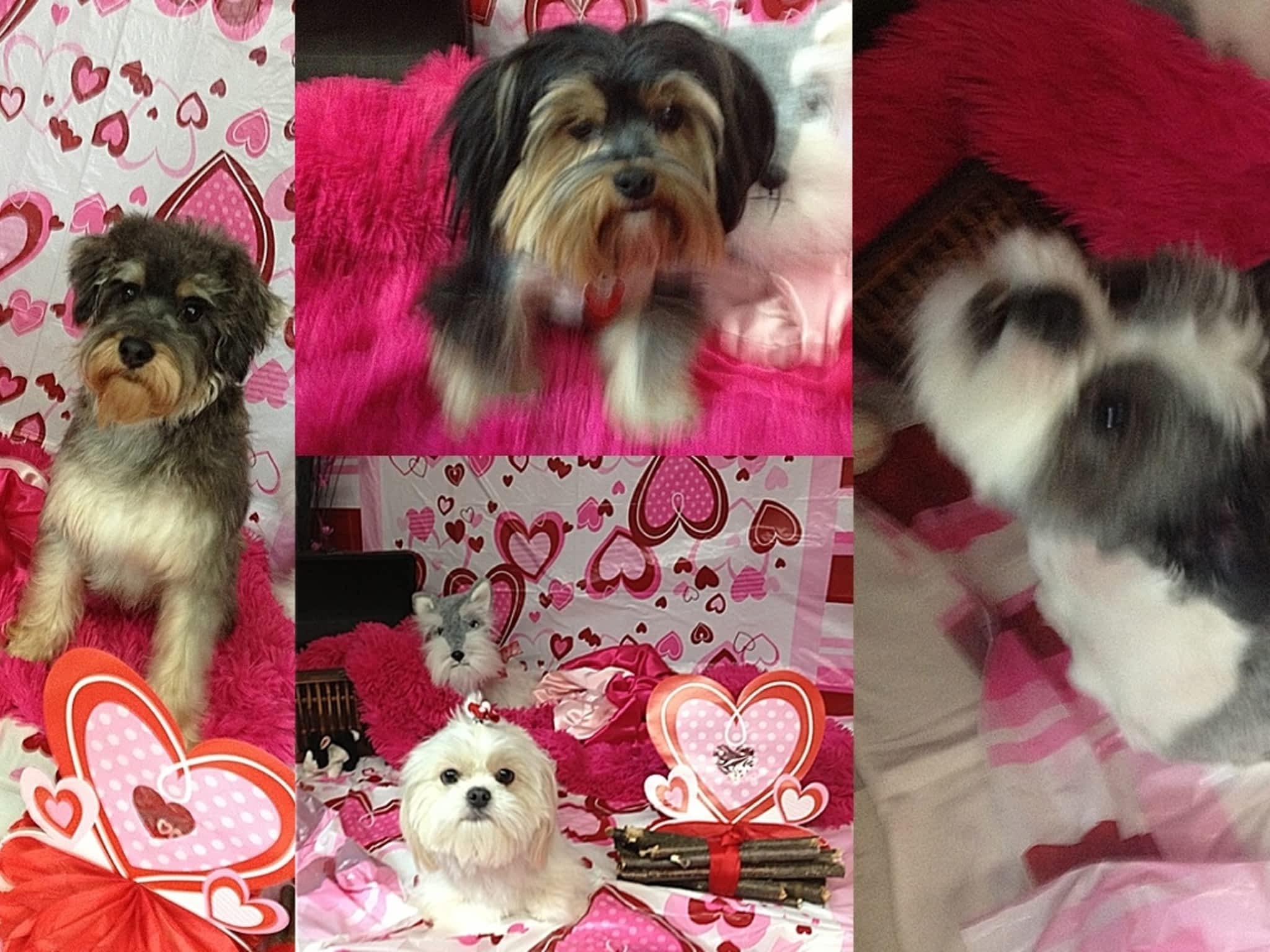 photo Besos Pet Salon