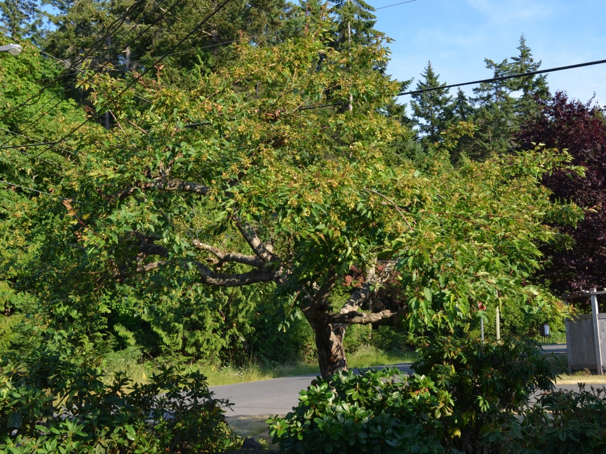 photo Harmony Pruning Service