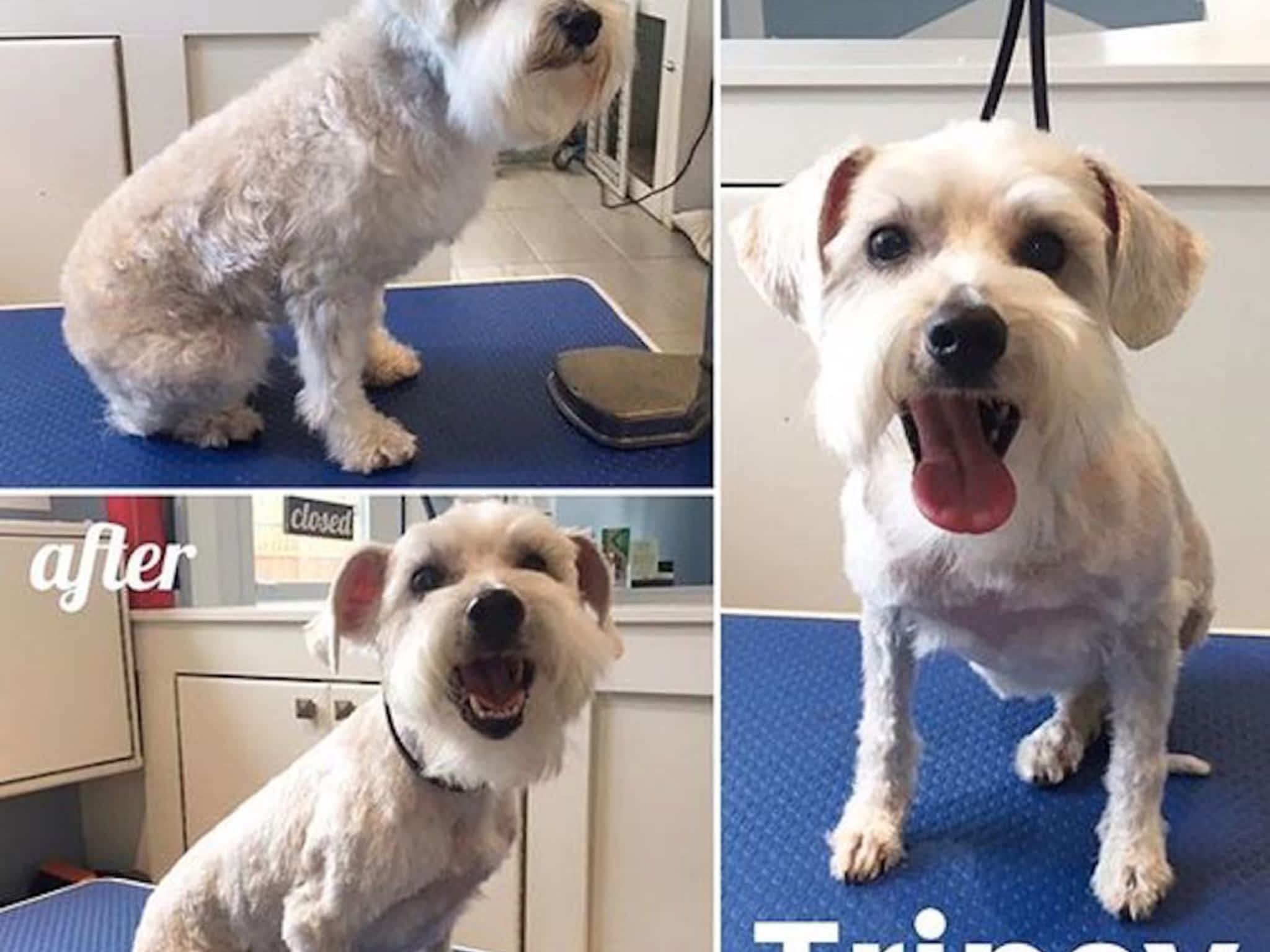 photo Tidy Tails Dog Grooming