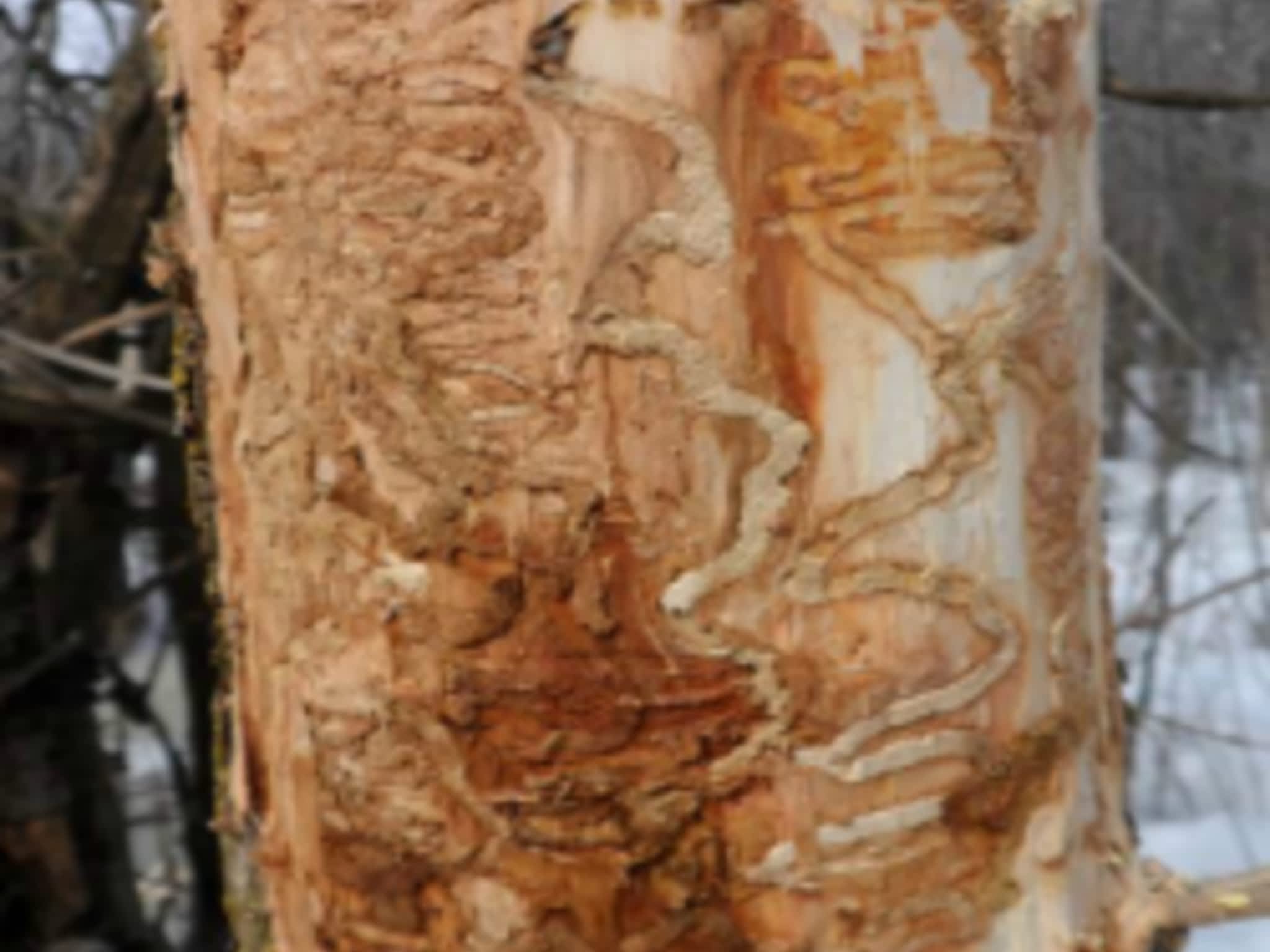 photo Antidote Arboriculture