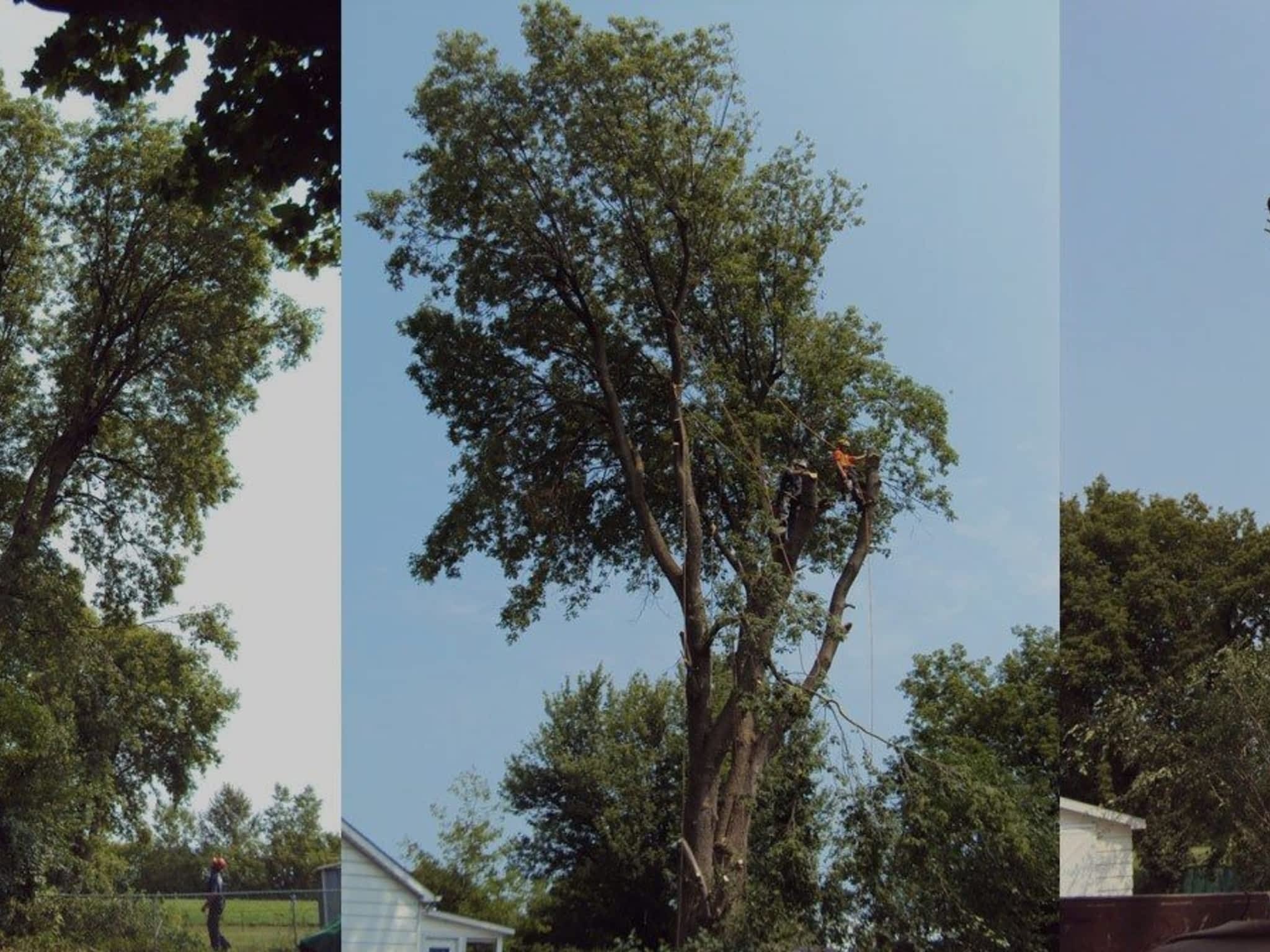 photo Ascend Tree Services