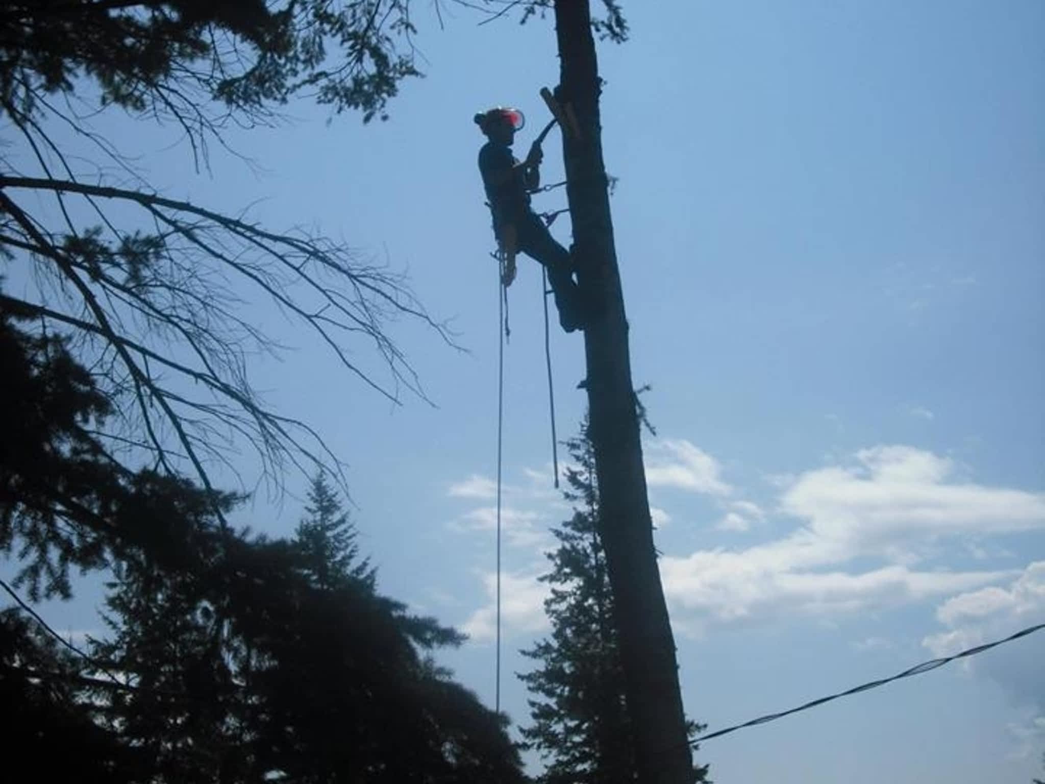 photo Progressive Tree Service
