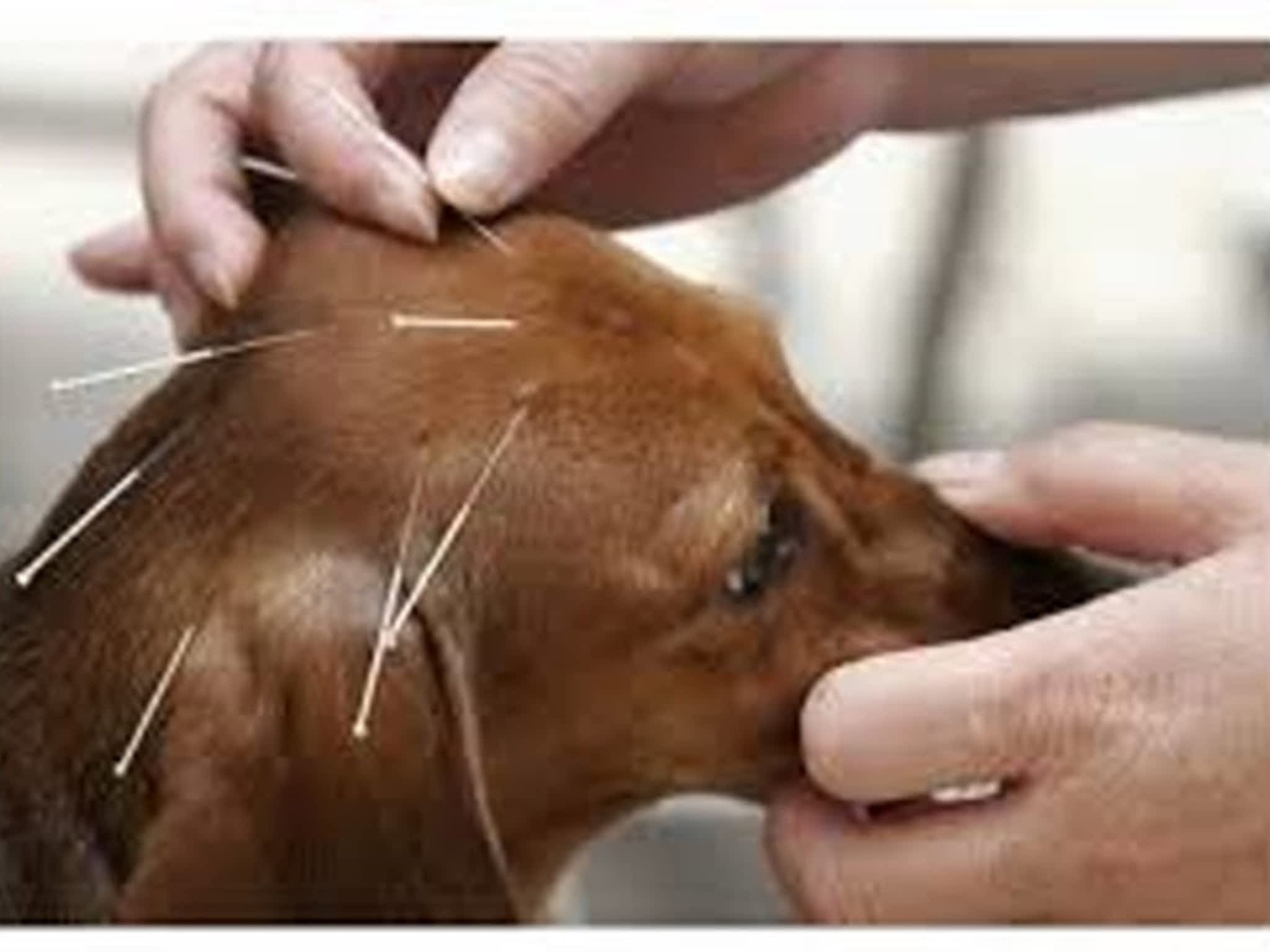 photo Niagara Canine Conditioning Centre