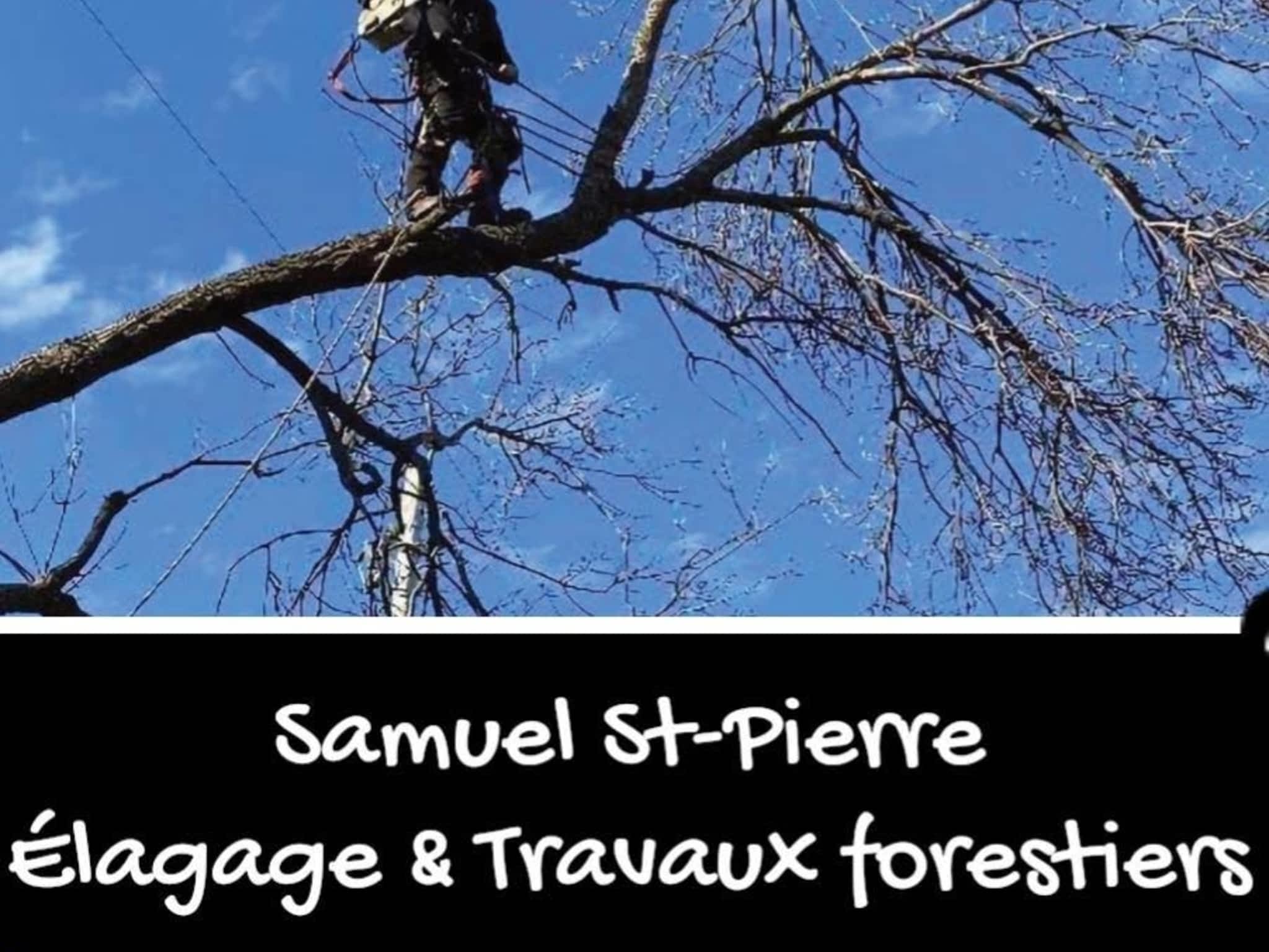 photo Samuel St-Pierre Élagage & Travaux Forestiers