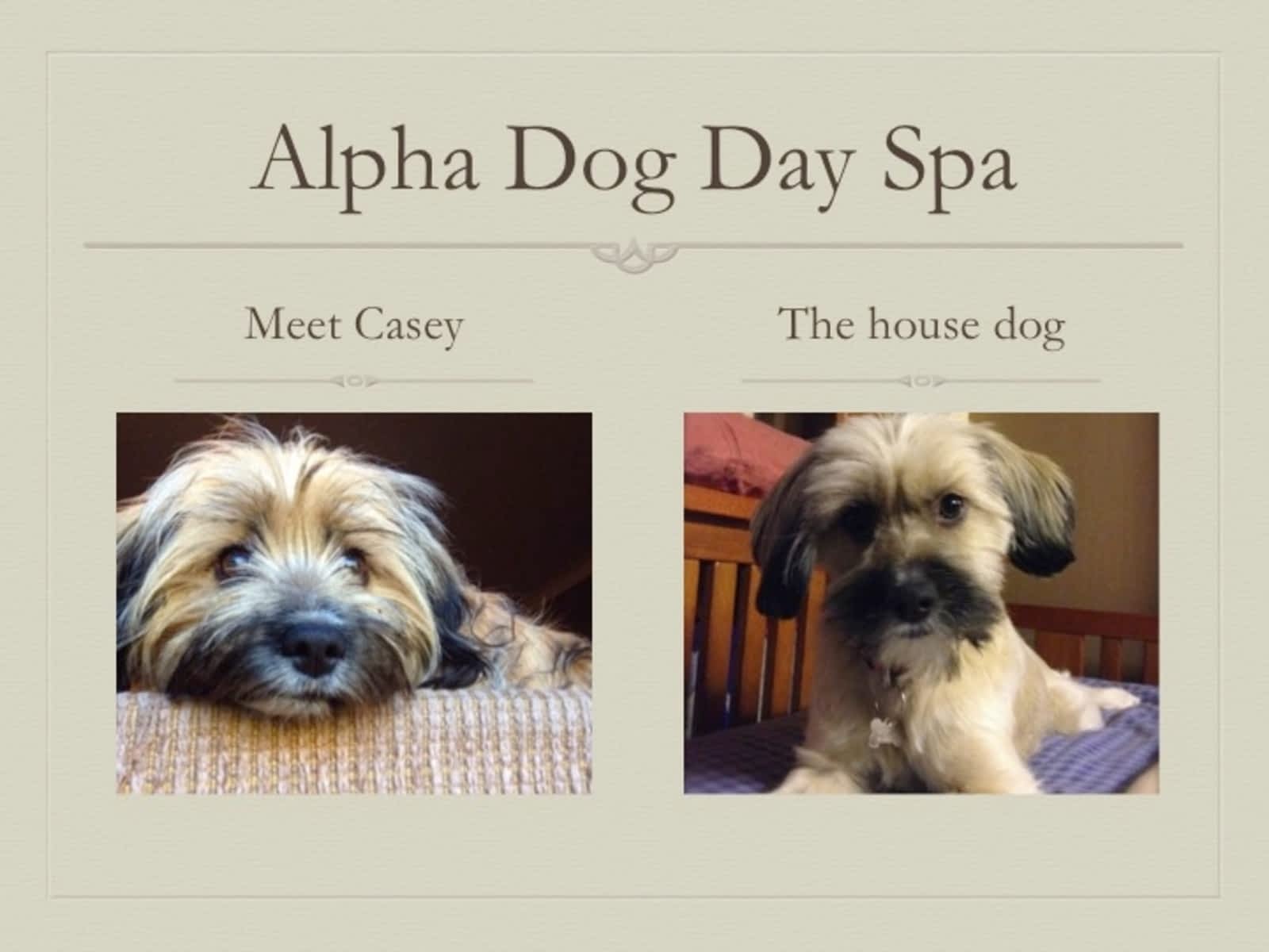 Alpha Dog Day Spa Opening Hours 5561 Hwy 9 St Andrews Mb