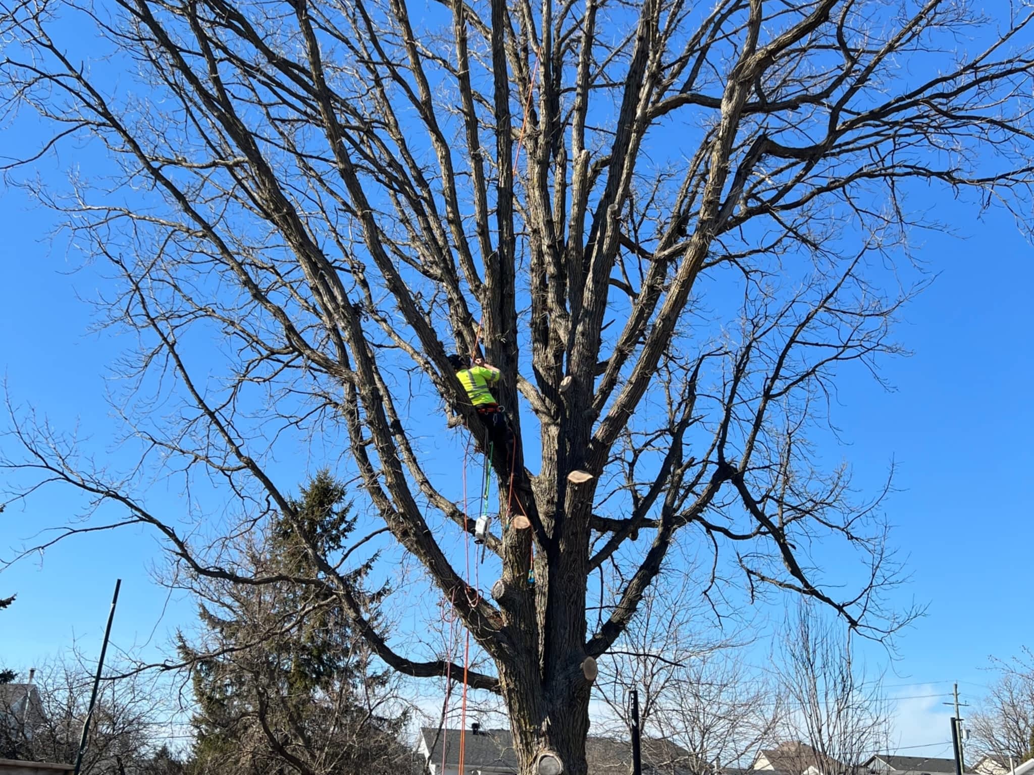 photo Juneau Tree Services