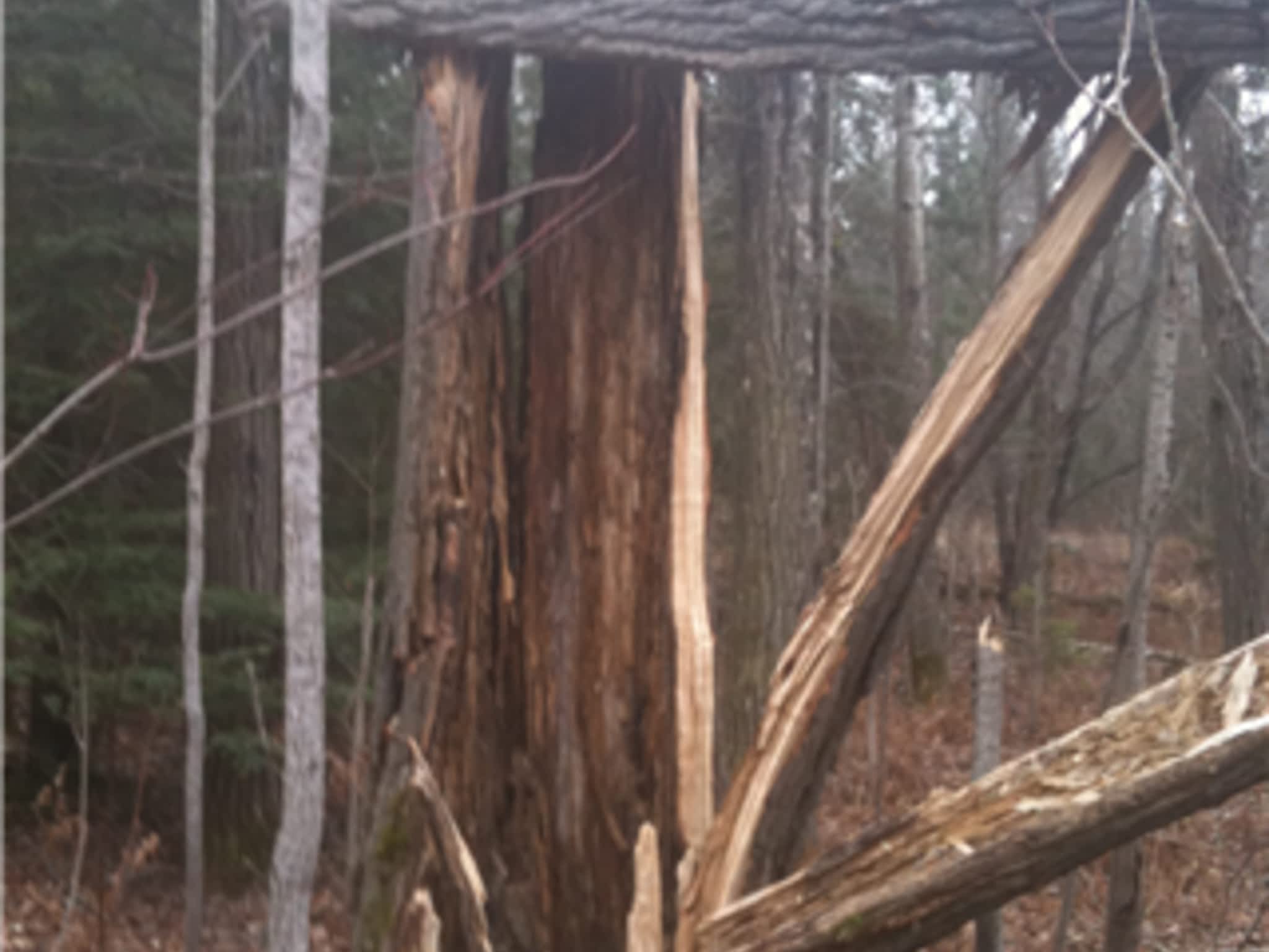 photo Allmac Tree Service