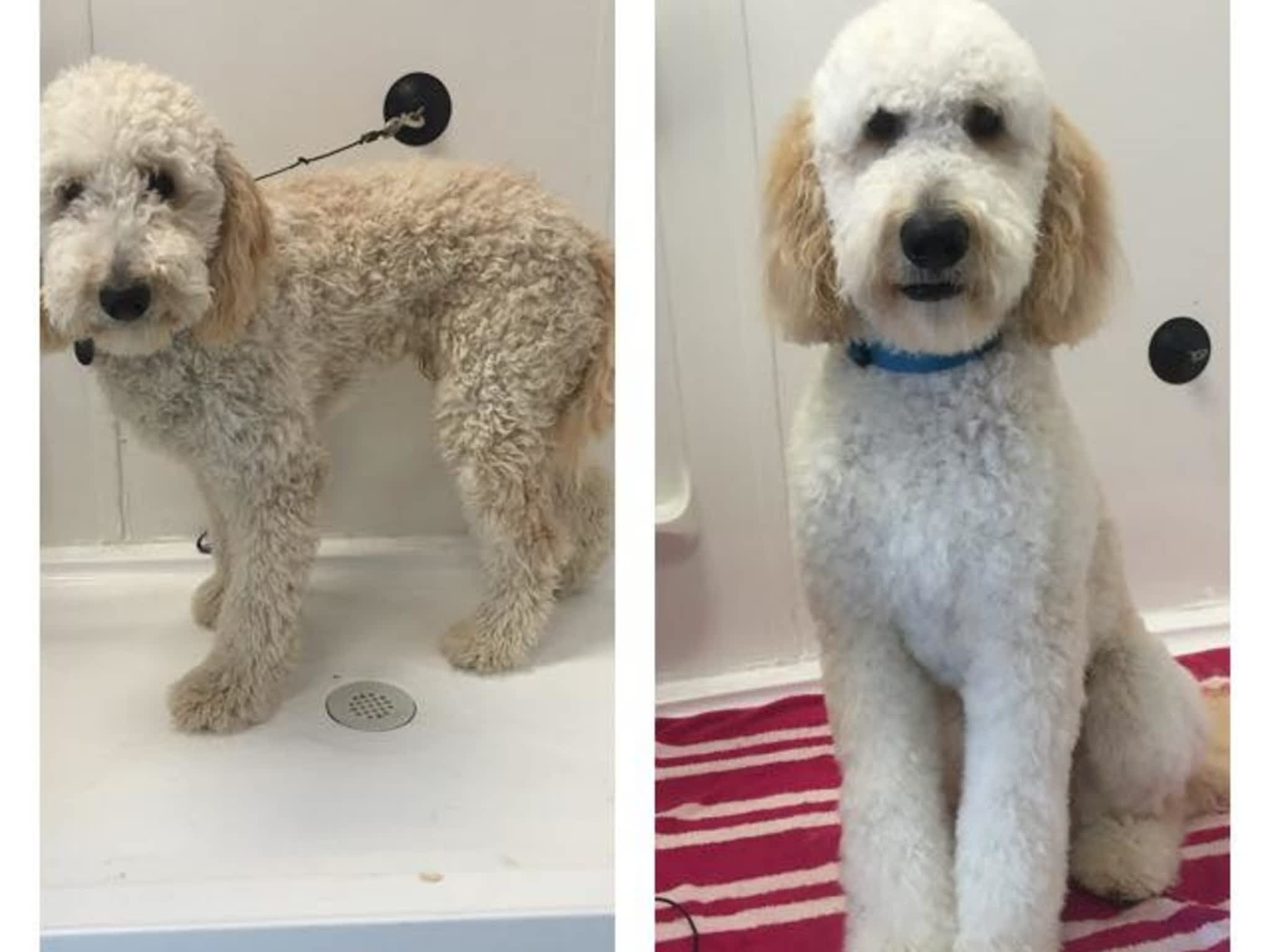 photo Wizard of Pawz Dog Grooming
