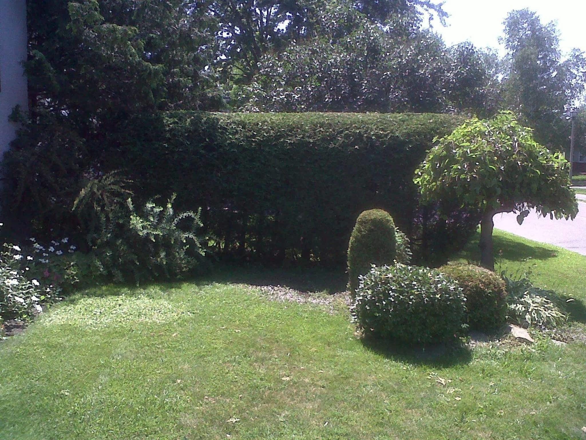 photo Green Machine Ottawa Hedge Trimming