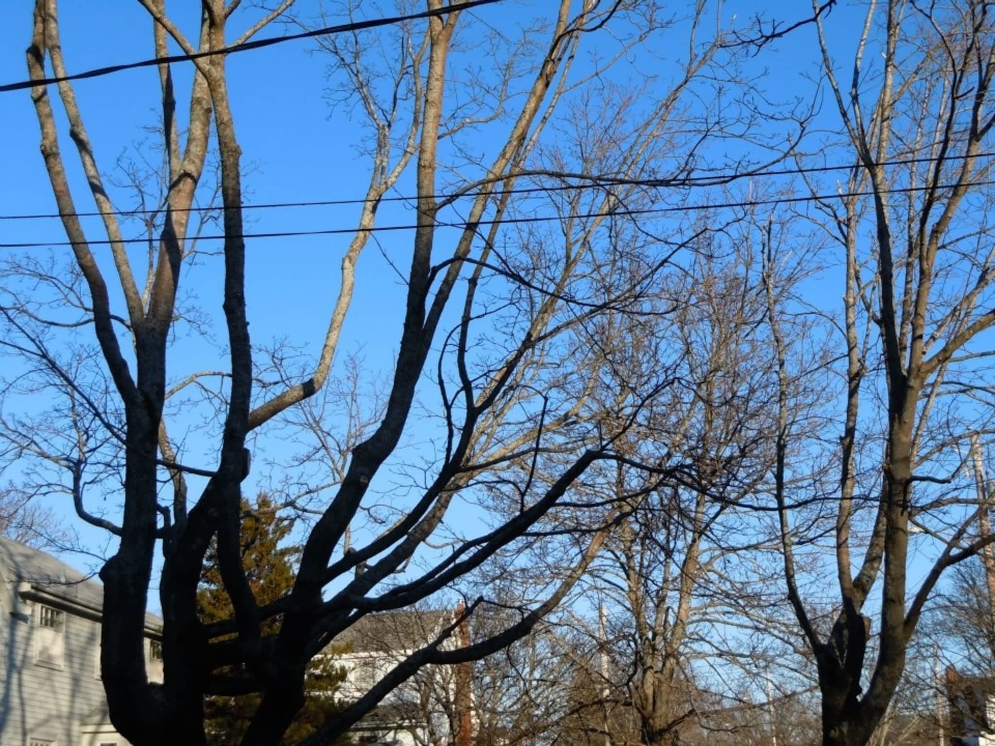 photo Solid Tree Care