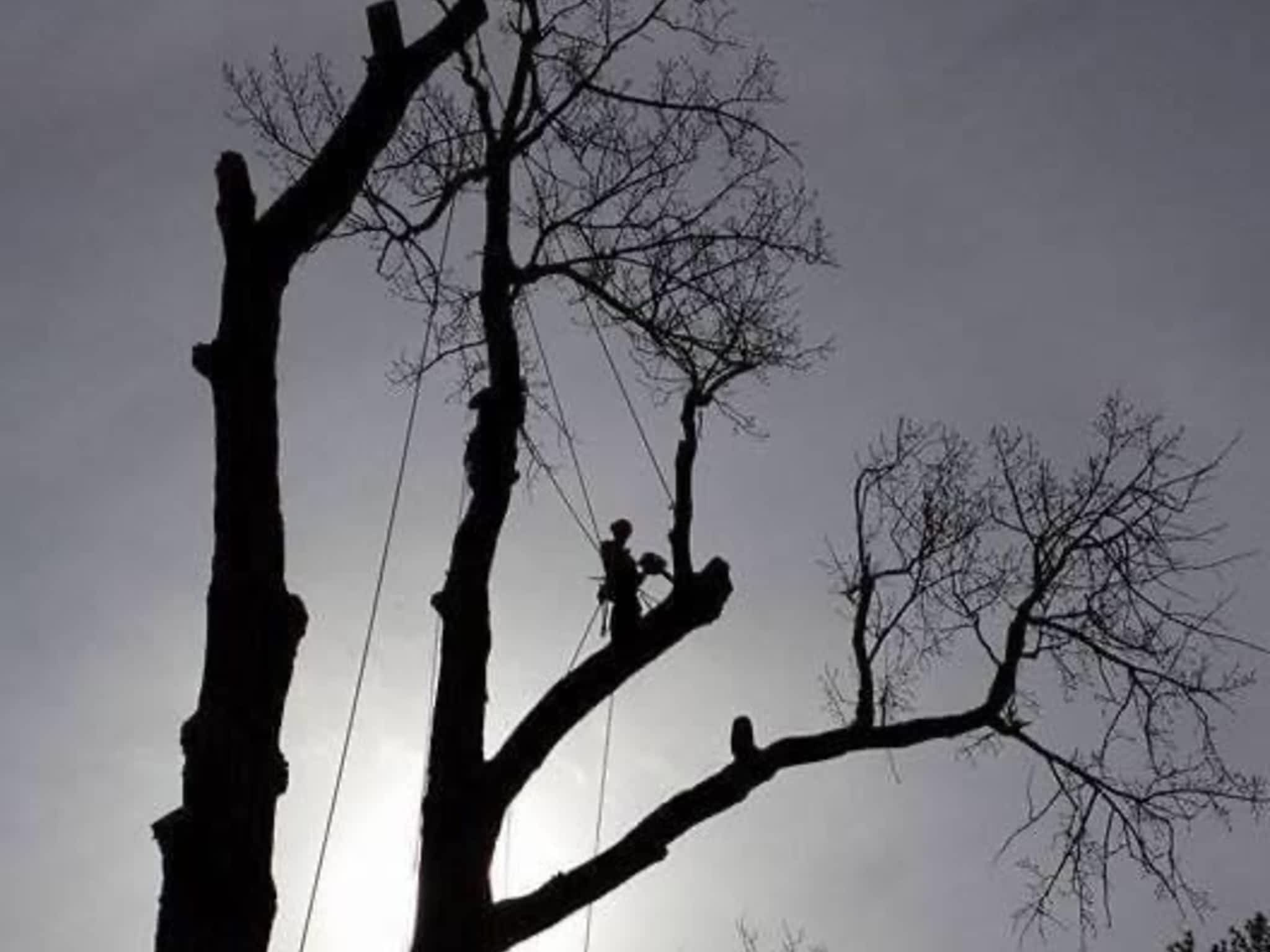 photo Arboriculture DB Inc.