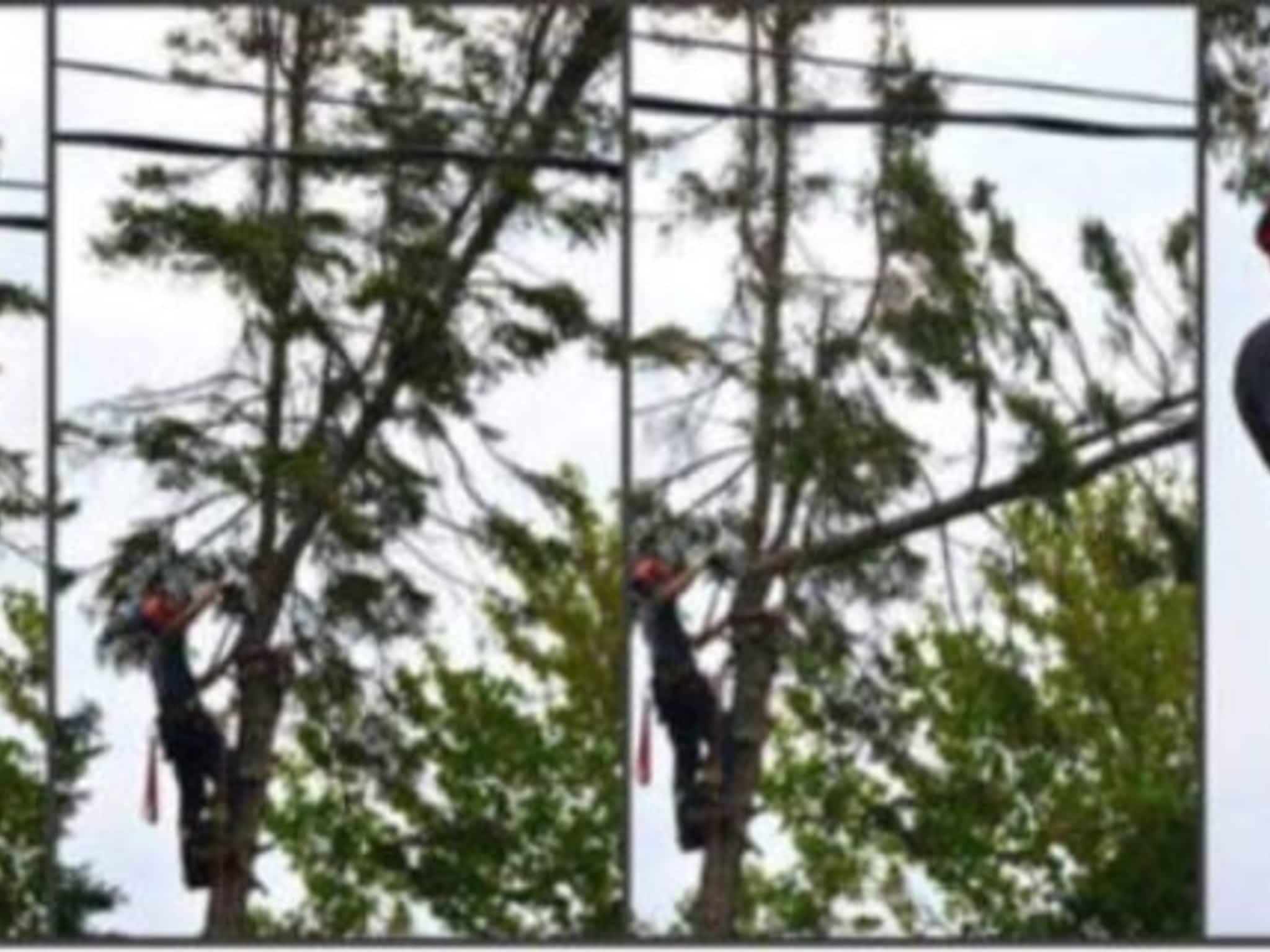 photo Tilden Tree Services