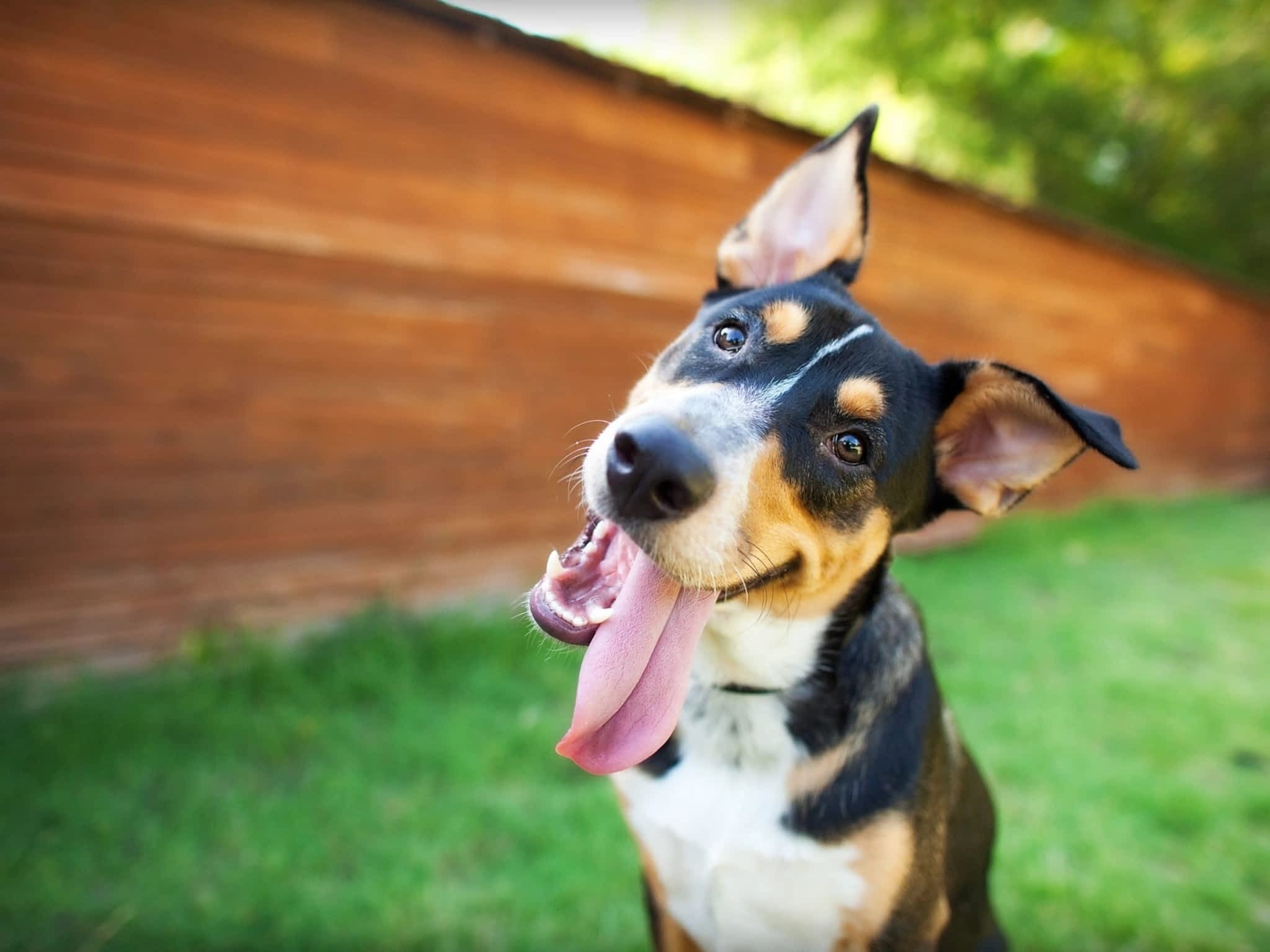 photo Apprentissage Canin