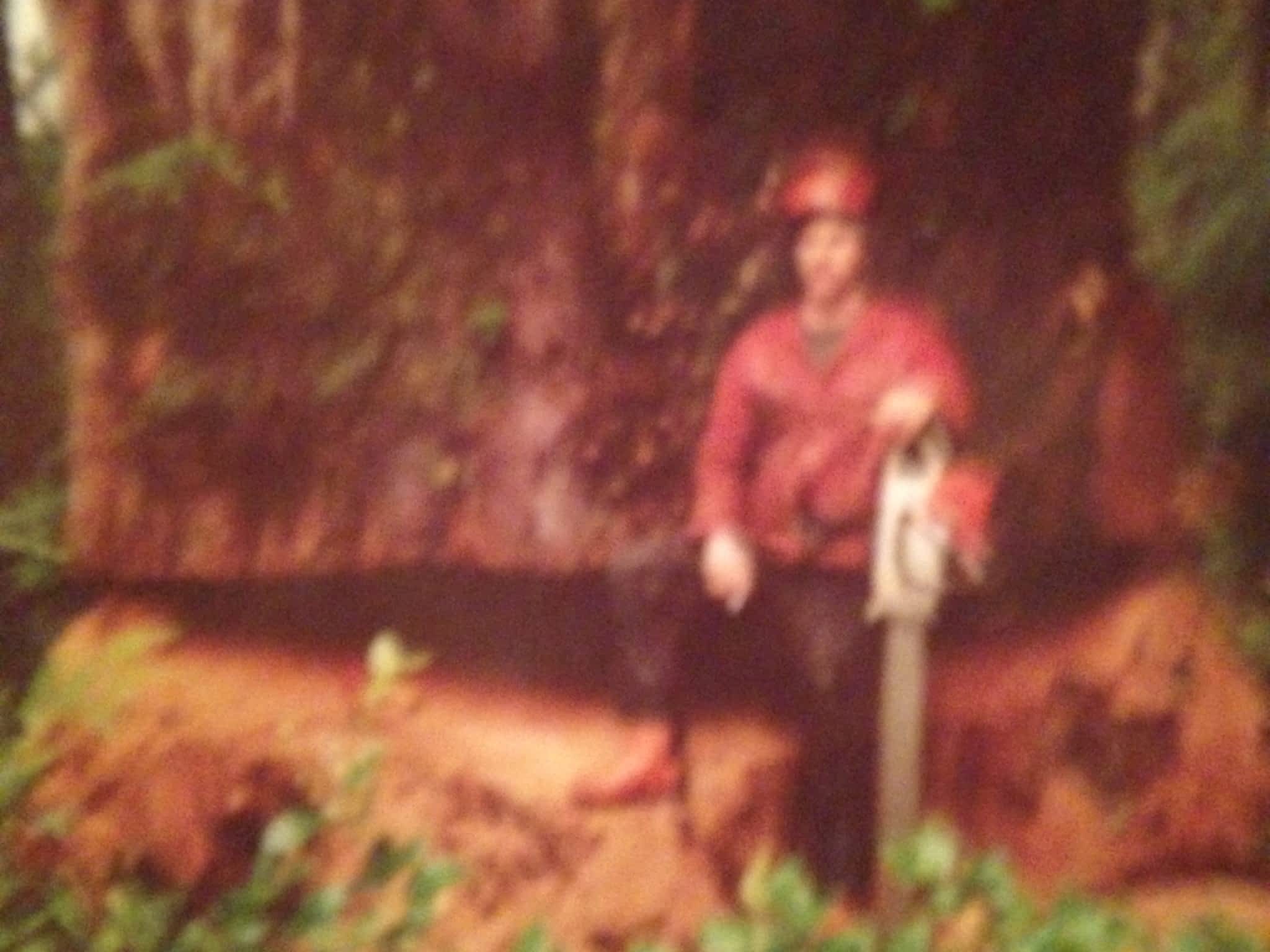 photo Moncton Tree Service