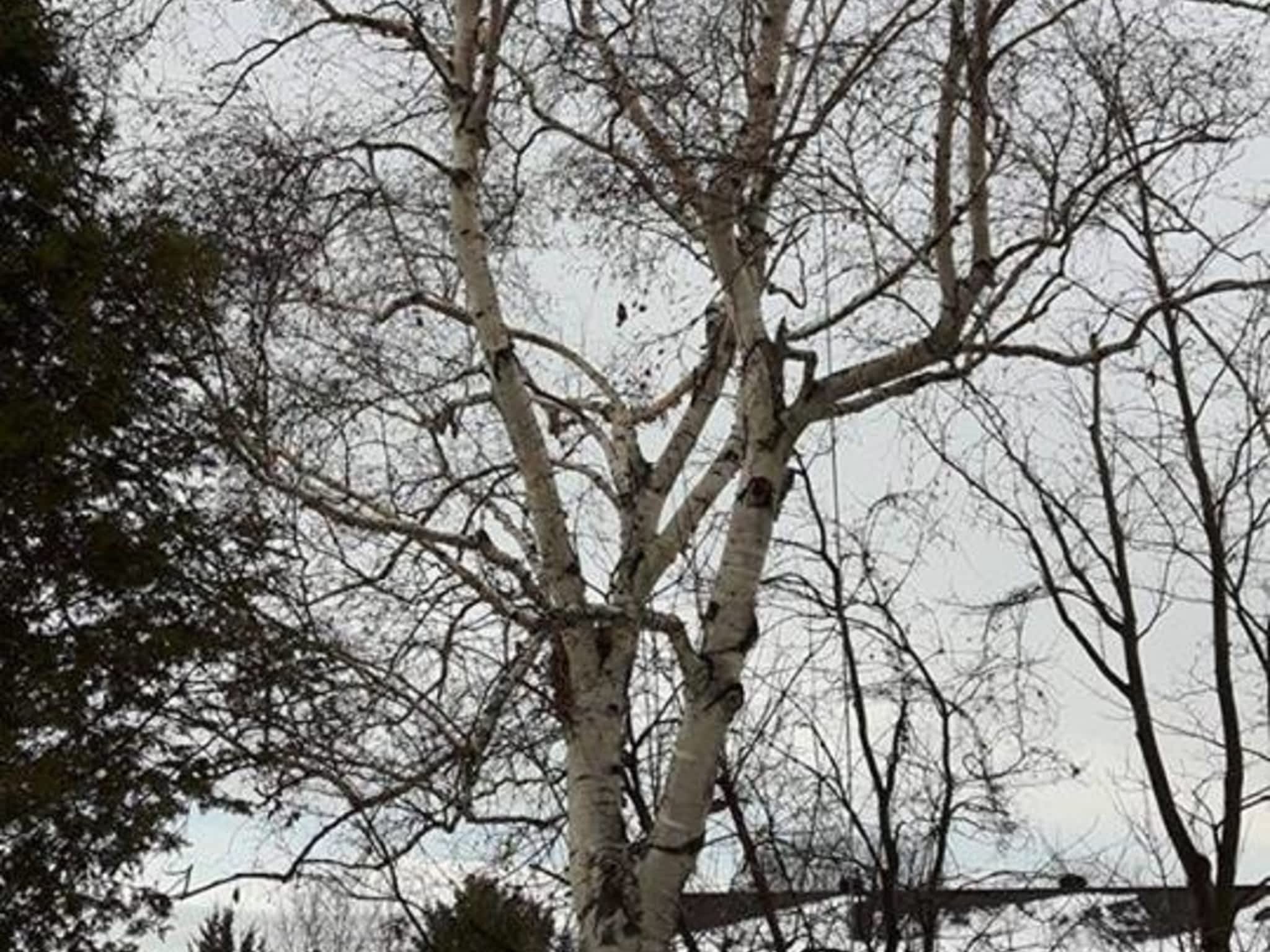 photo Tilden Tree Services