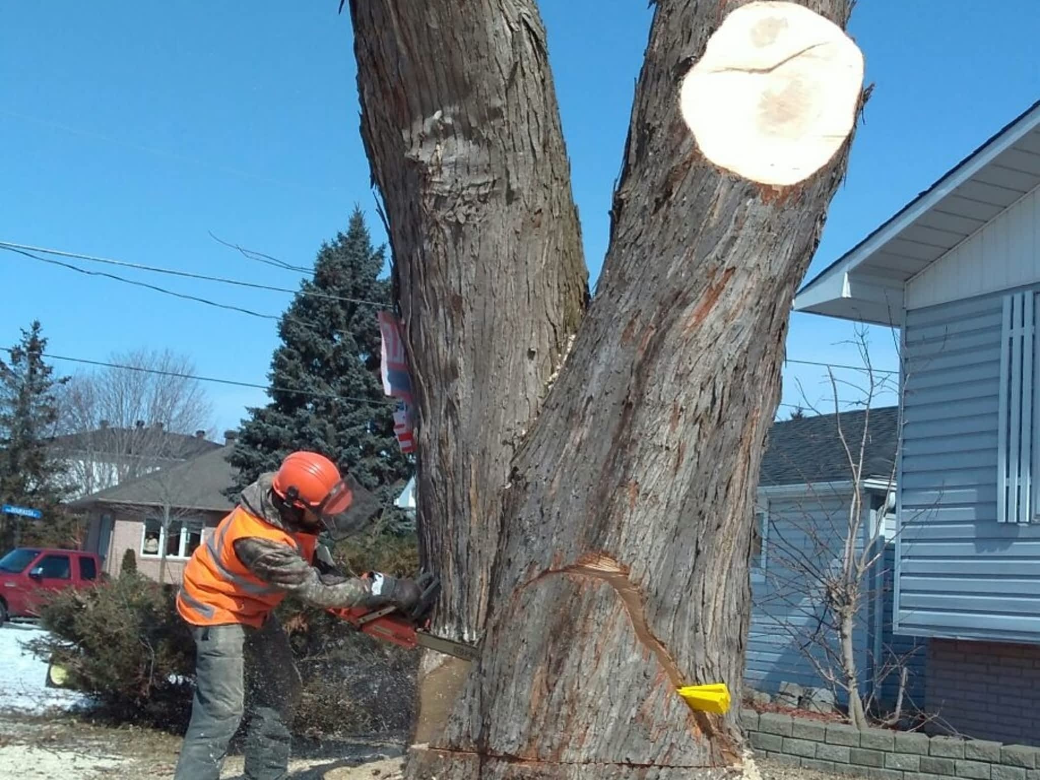 photo Deep Roots Quality Tree Services