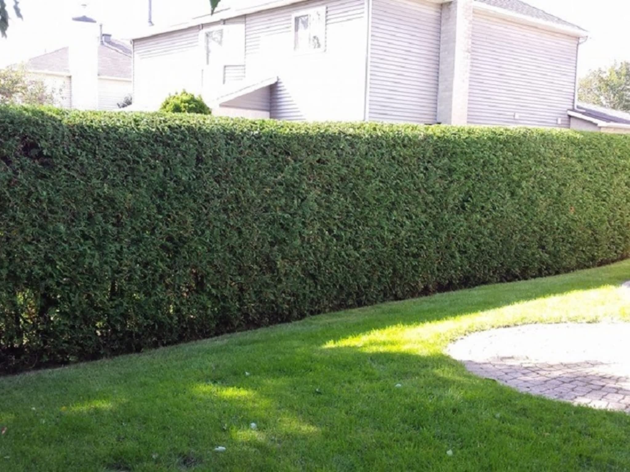 photo Green Machine Ottawa Hedge Trimming