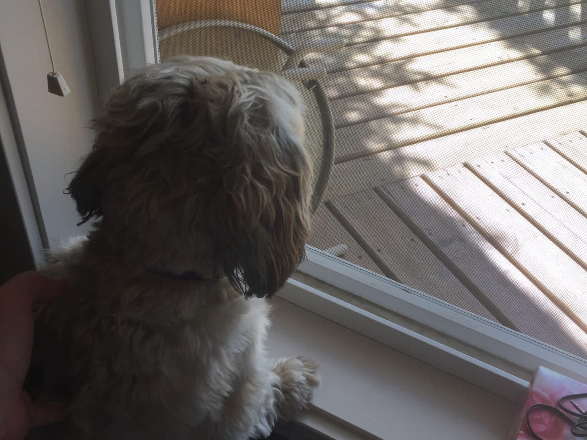 Country Home Kennels Canpages