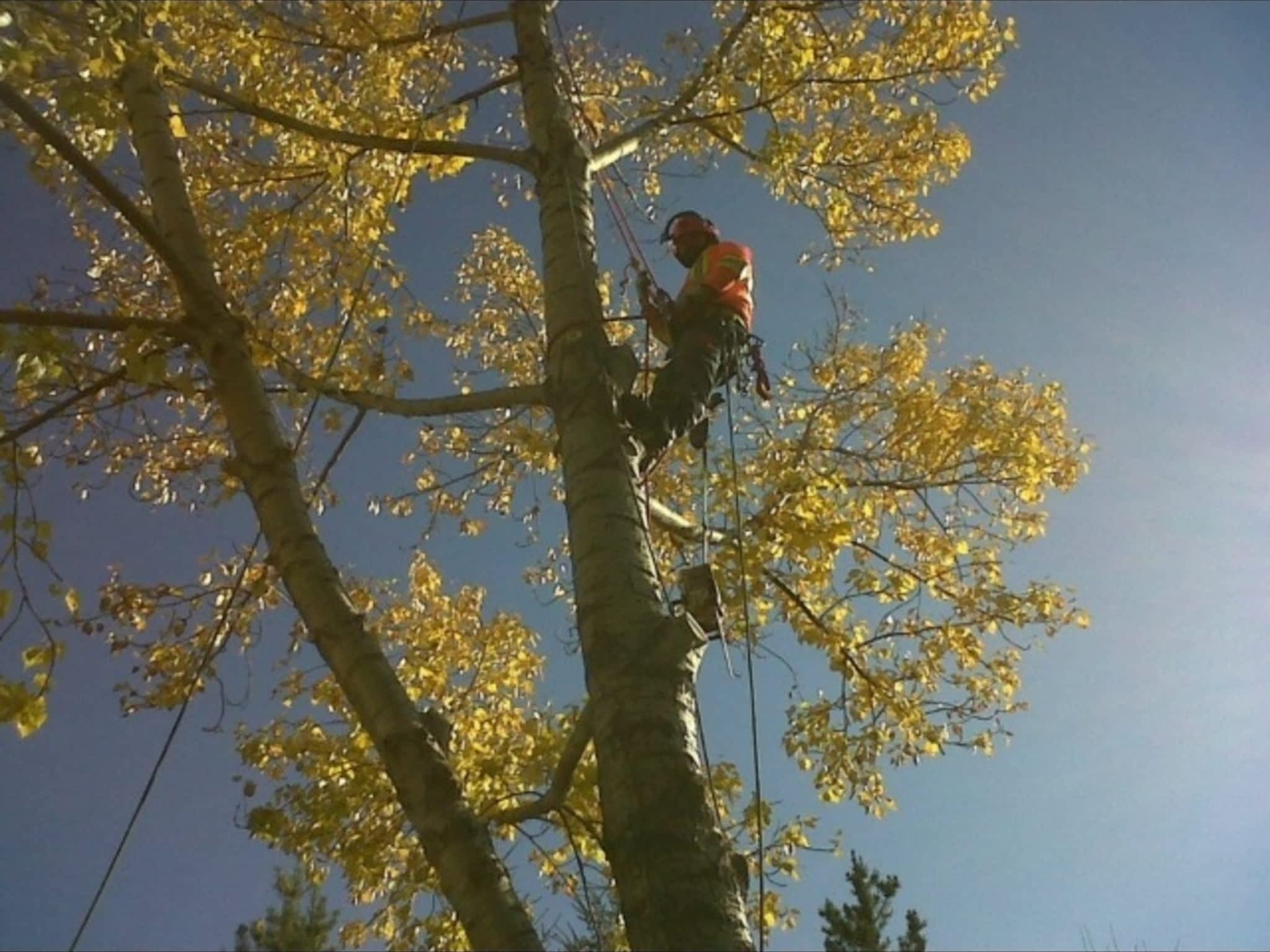 photo Bednesti Tree Services Inc