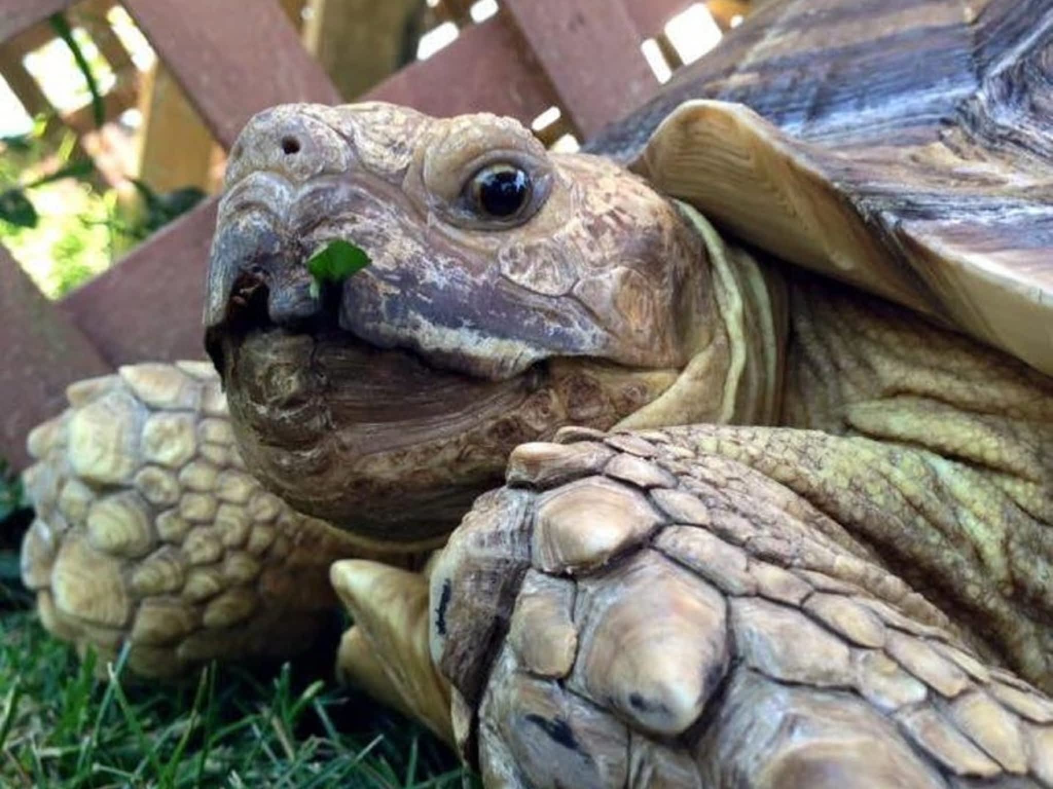 photo The Tortoise & The Hairless Pet Services