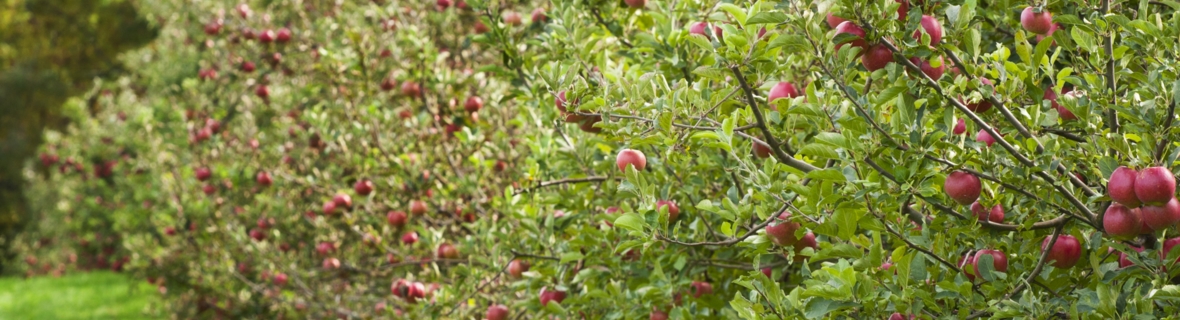 Pick fruit at these orchards and vineyards near Montreal