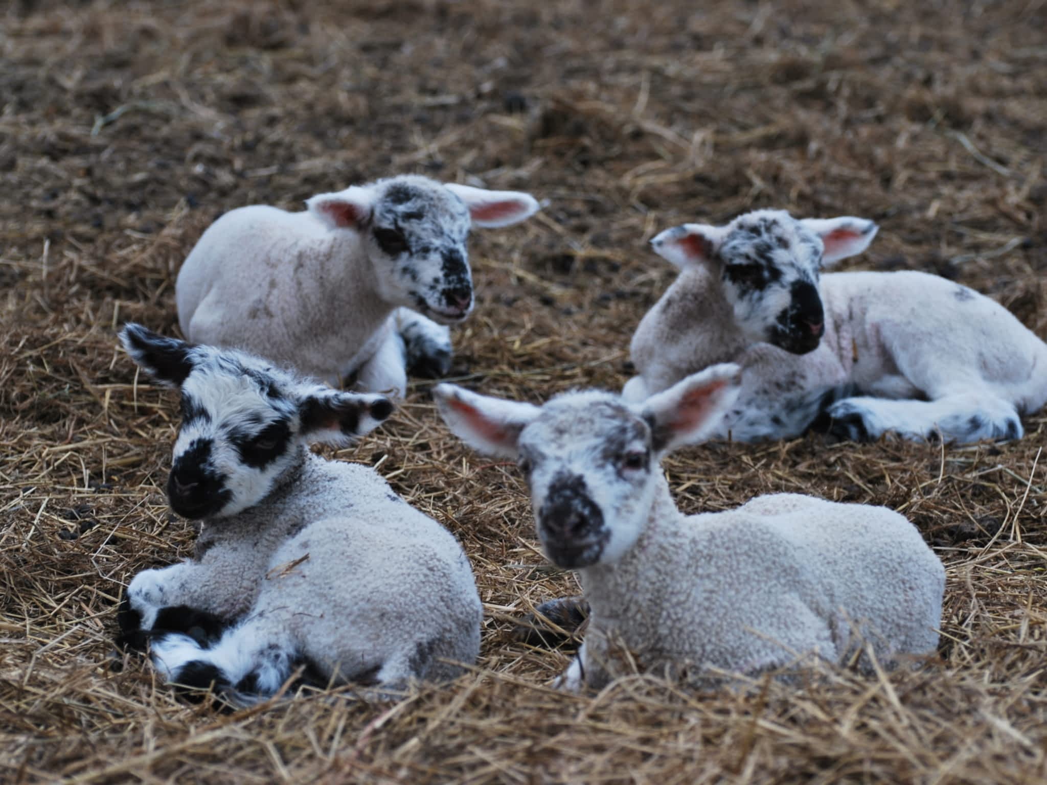 photo Cannington Veterinary Services