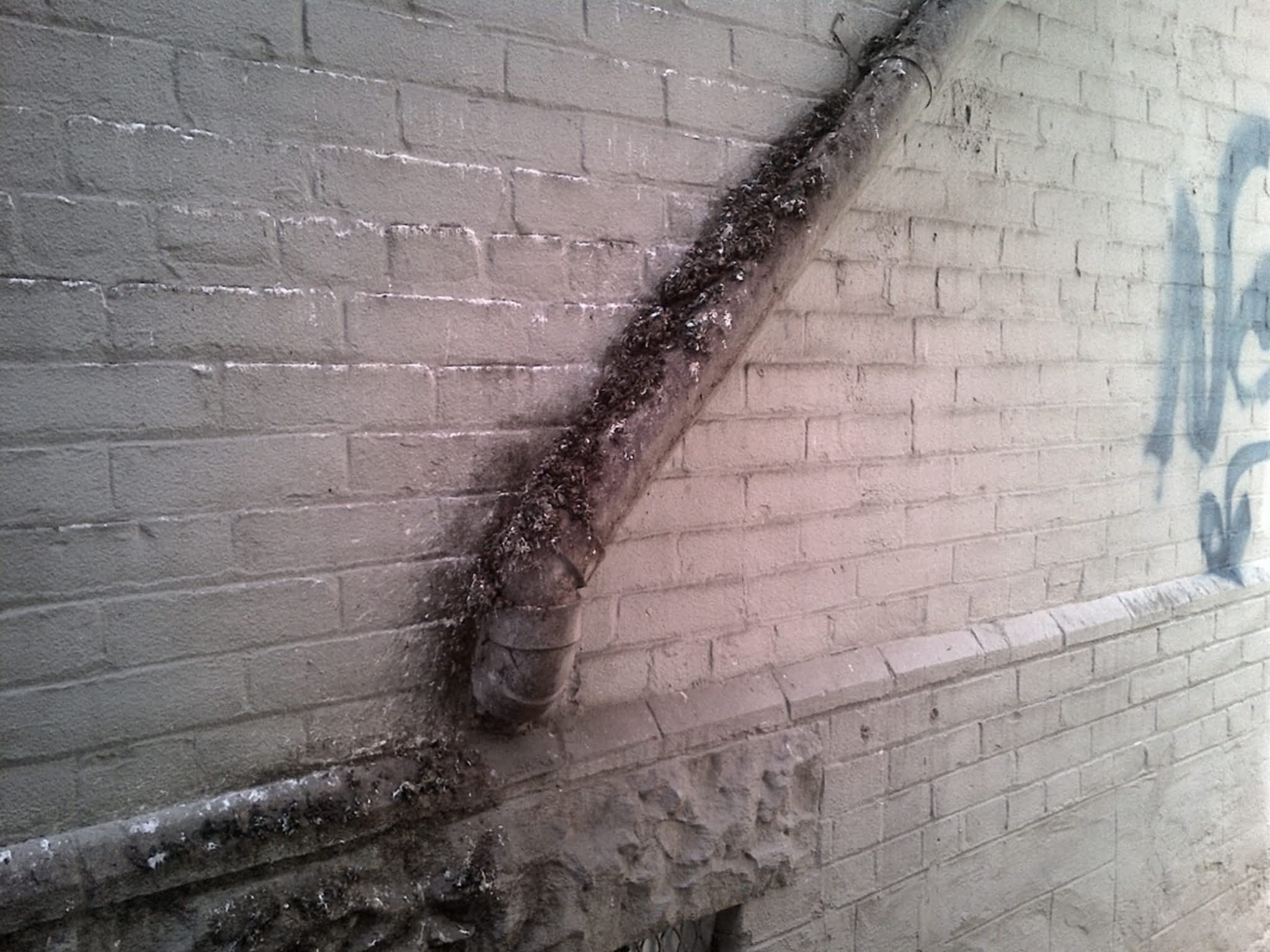 photo RATLAB Exterminators