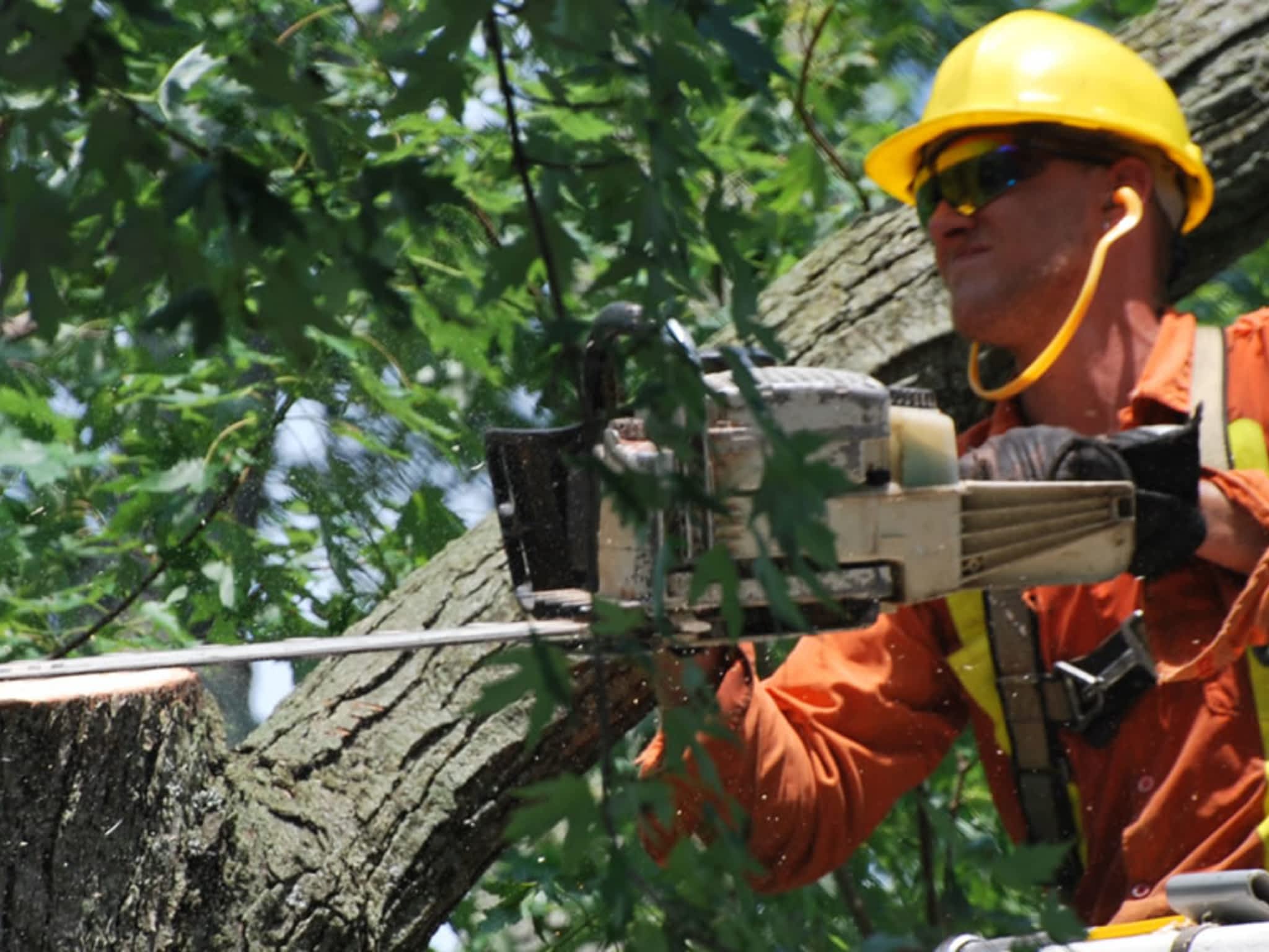 photo Colonial Tree Service