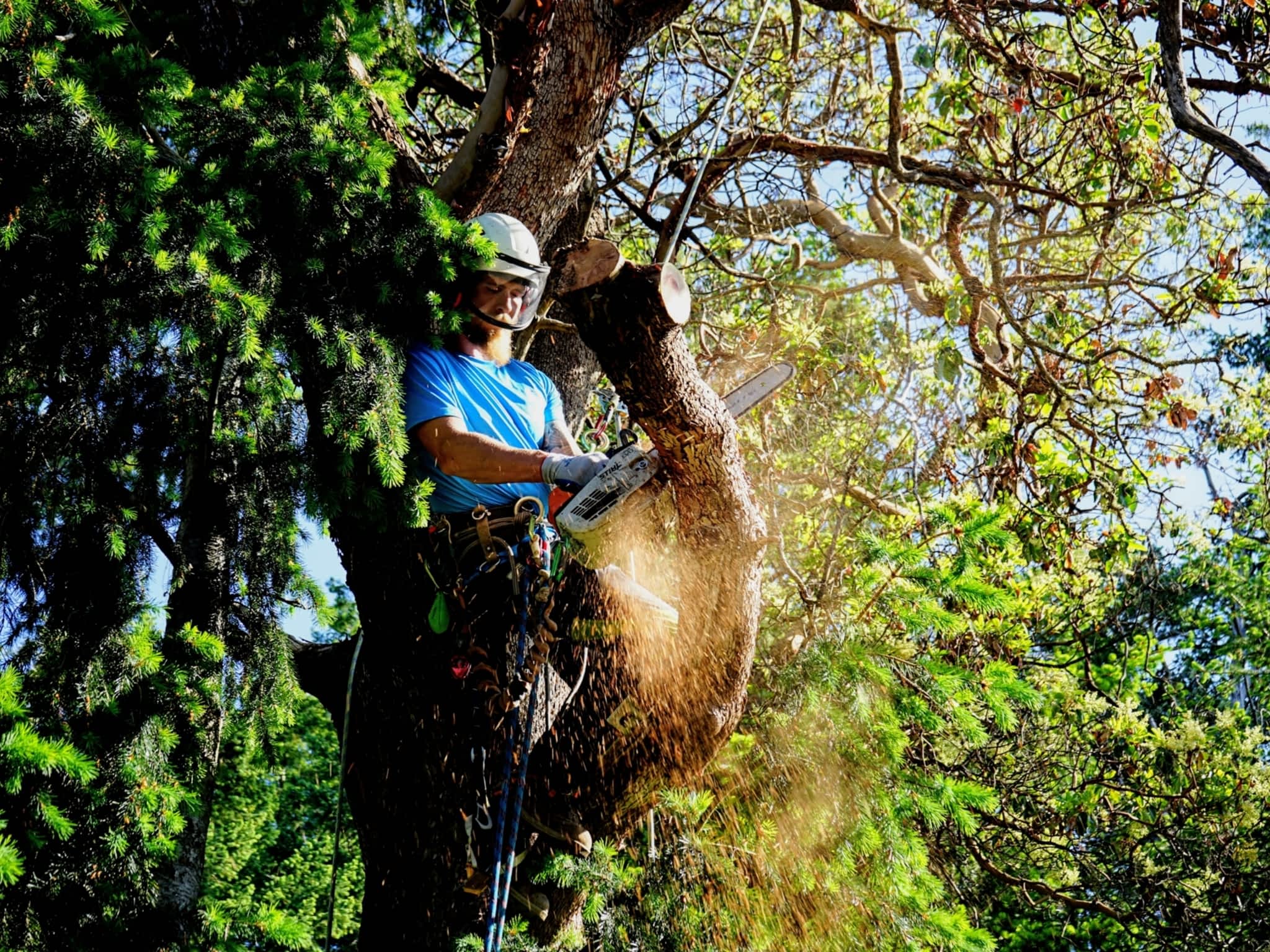 photo Anchor Tree Service