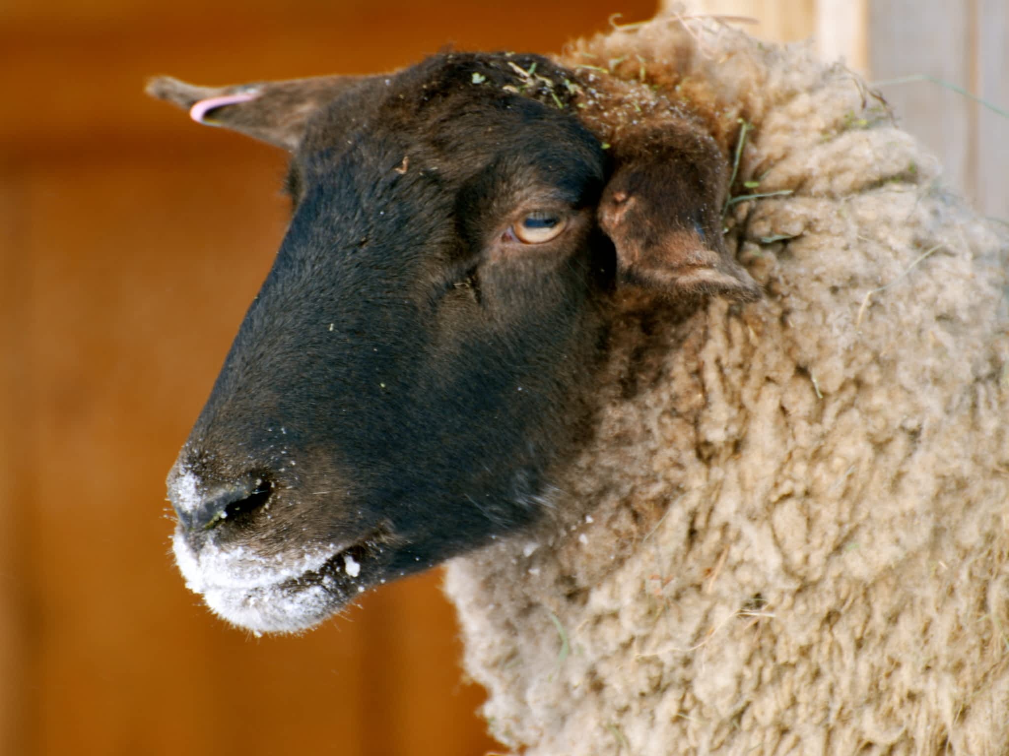 photo Cannington Veterinary Services