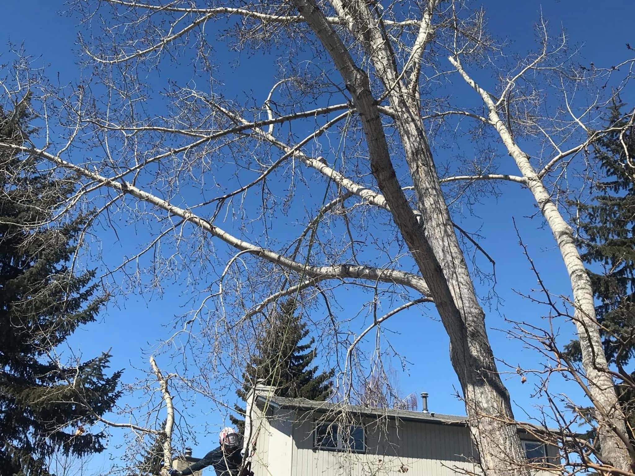 photo Raven Tree Service