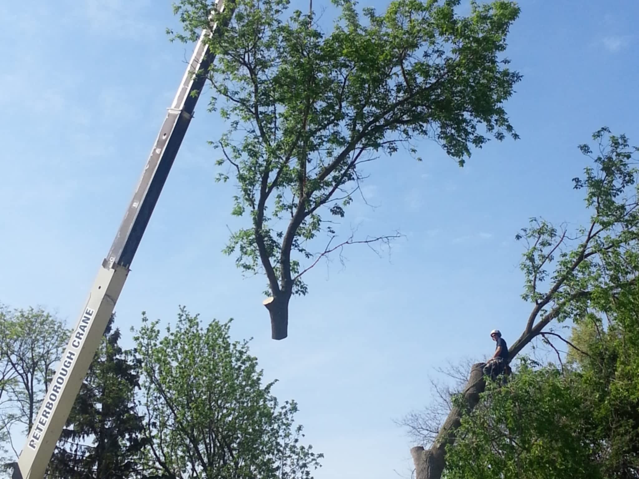 photo Logan Tree Experts