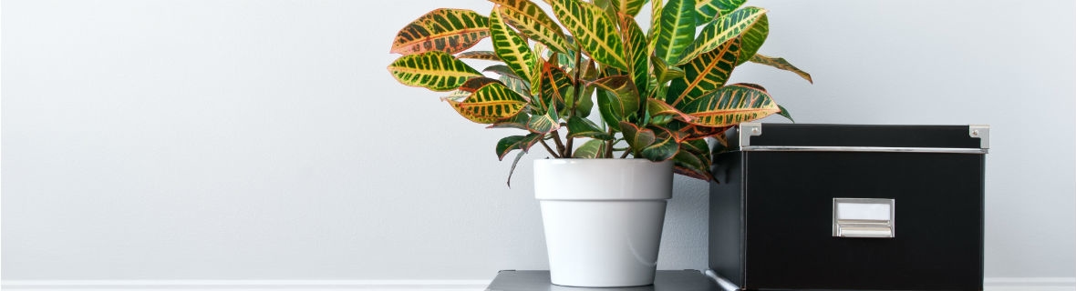 Toronto greenhouses for great houseplants