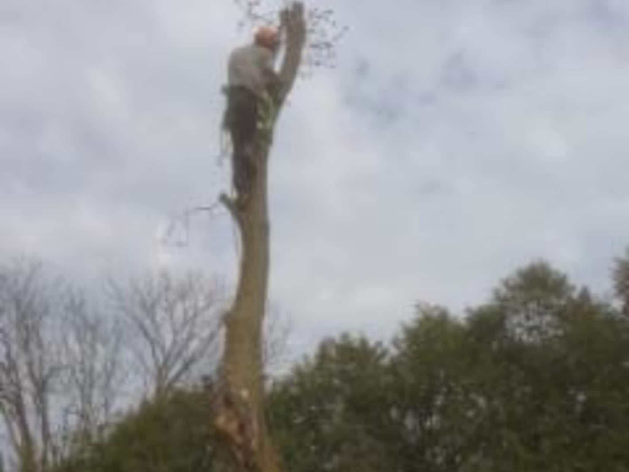 photo Fawcett Tree Removal Ltd