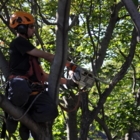 Arboretum Experts - Service d'entretien d'arbres
